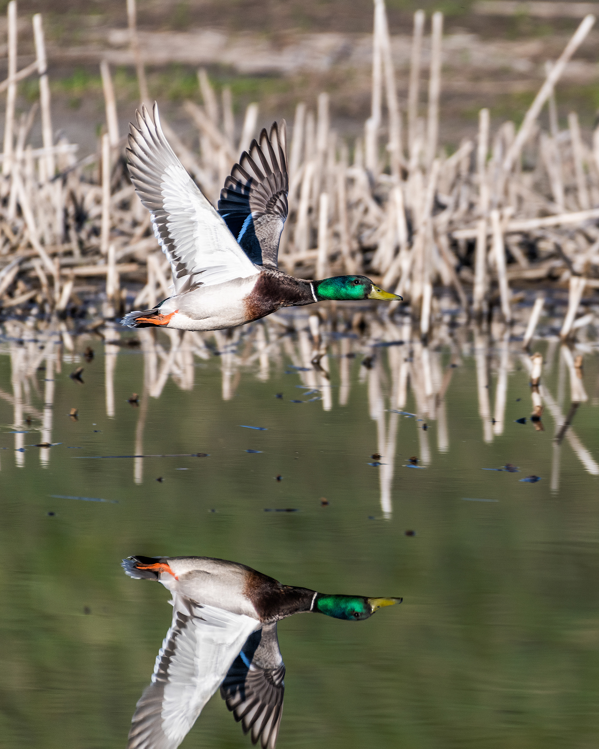 Mallard (male) in flight at the Marshall Springs ponds in Fish Creek Provincial Park, Calgary, Alberta