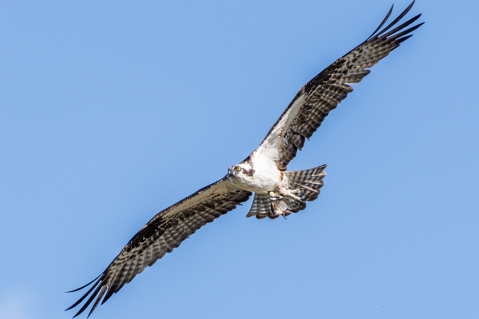 Osprey (in flight, with catch) at the Marshall Springs ponds in Fish Creek Provincial Park, Calgary, Alberta