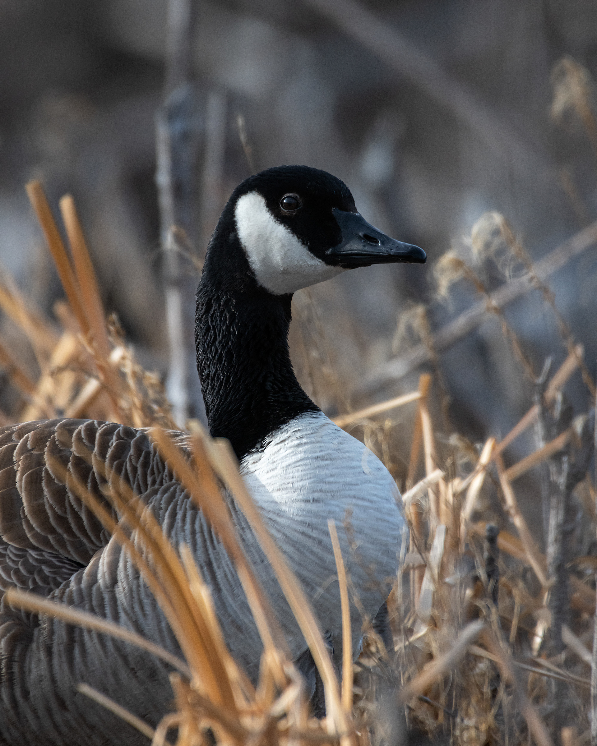 Canada Goose, Marshall Springs, Fish Creek Provincial Park, Calgary, AB