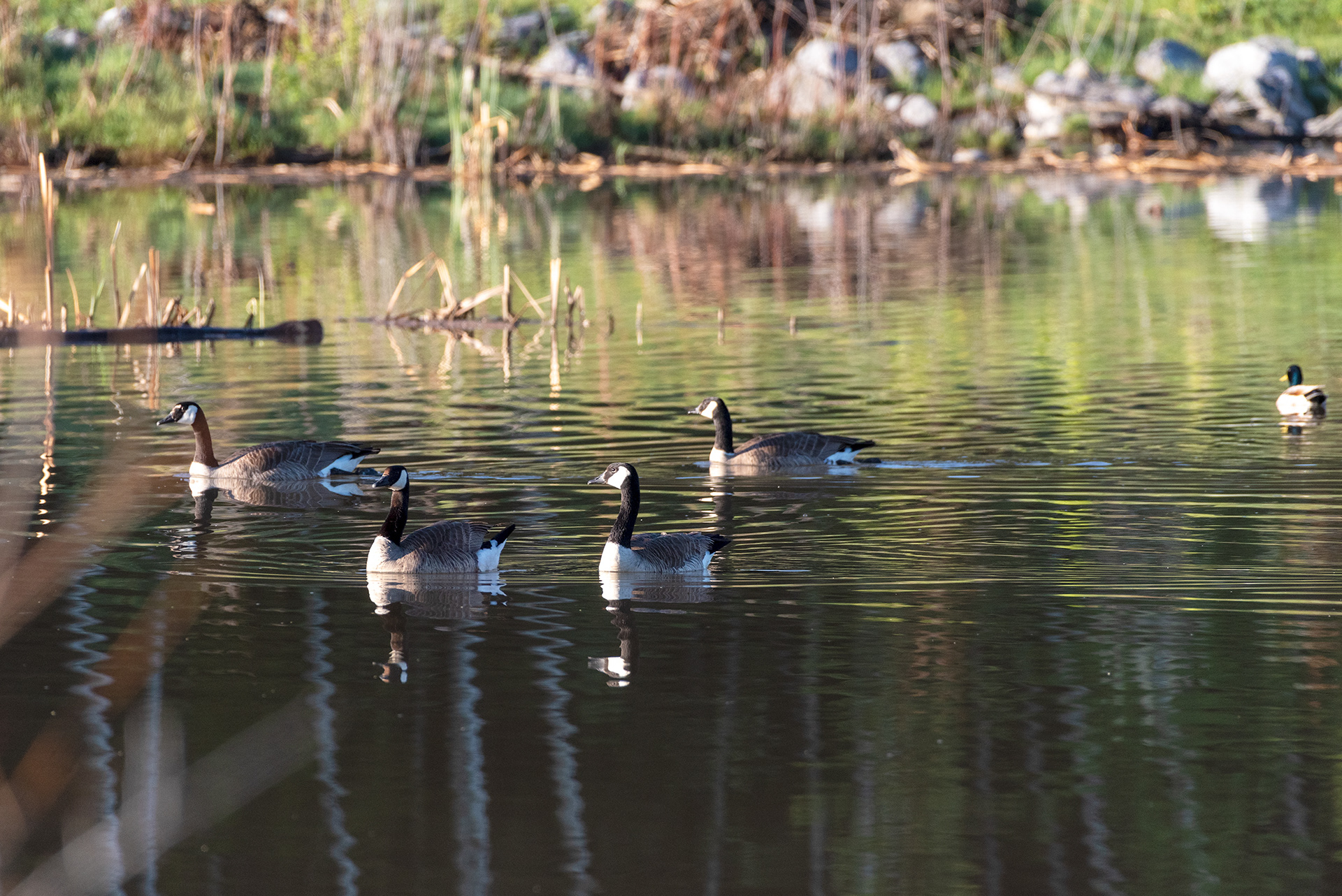 Canada Geese, Mallard, Marshall Springs, Fish Creek Provincial Park, Calgary, Alberta