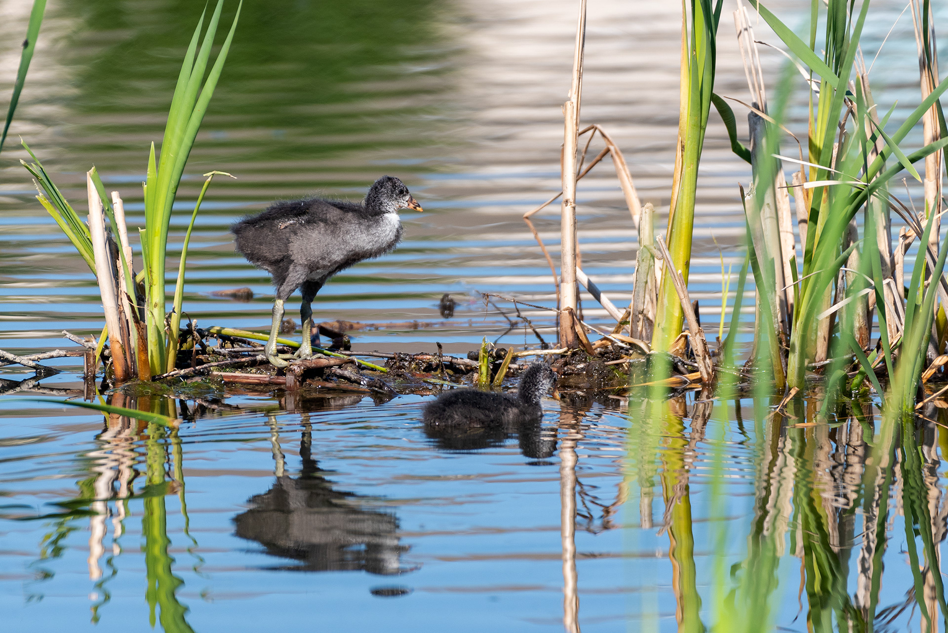 American Coot chicks, Bridlewood Wetlands Park, Calgary, Alberta
