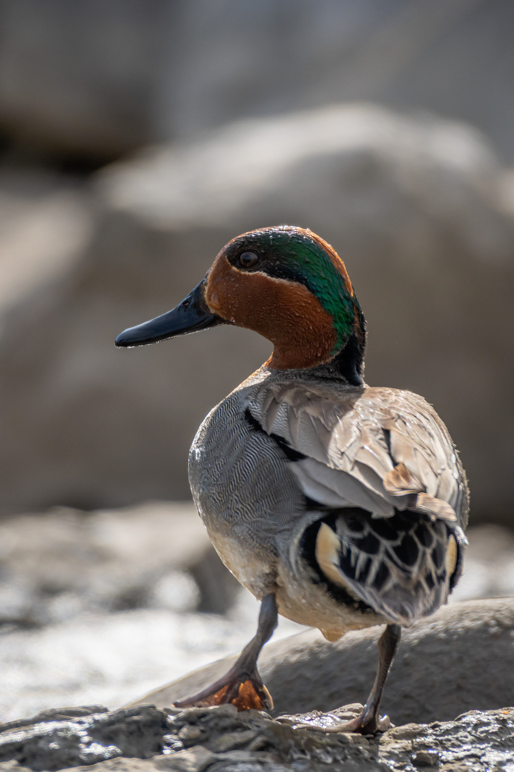 Green-winged Teal (male), Marshall Springs, Fish Creek Provincial Park, Calgary, AB