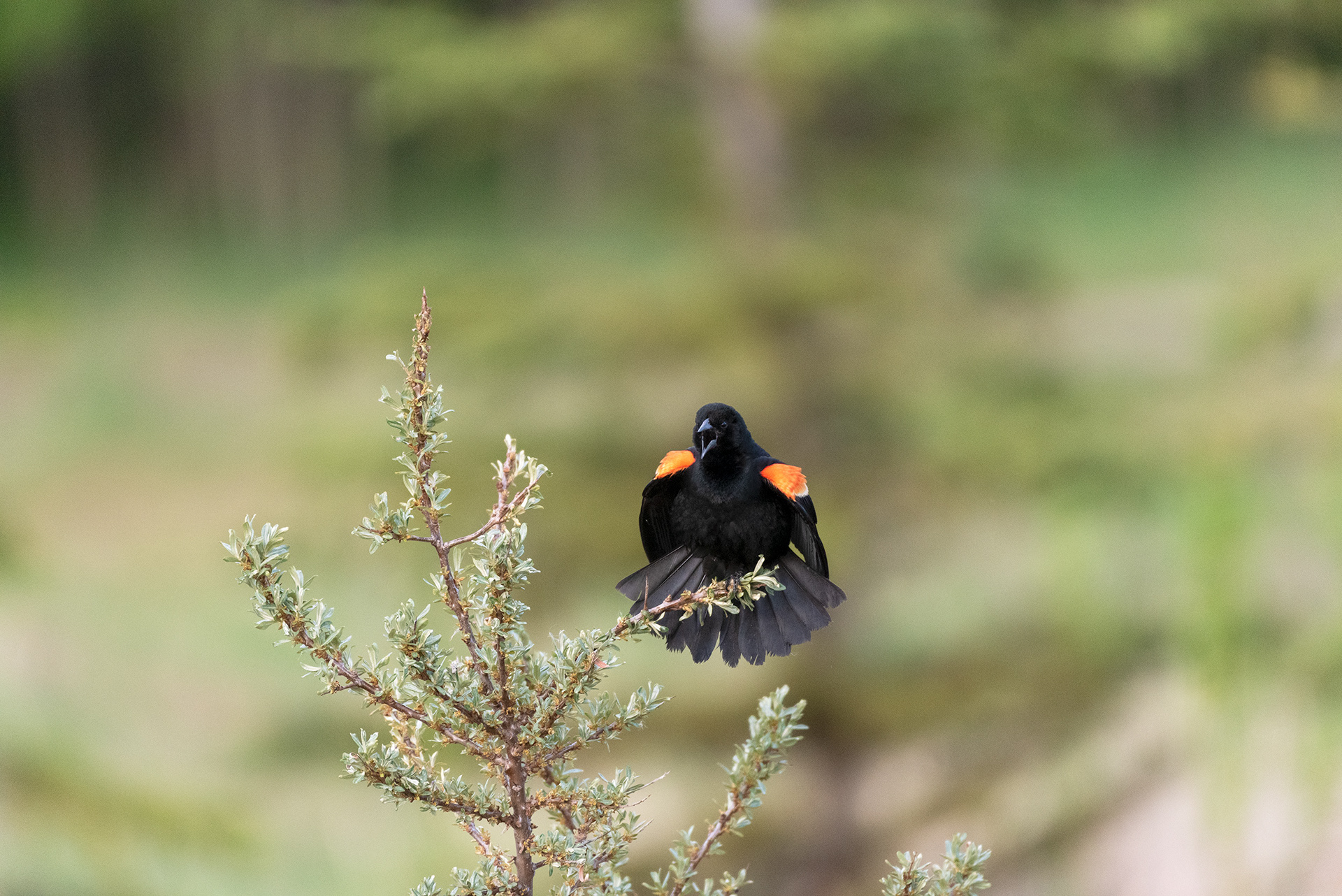 Red-winged Blackbird, Marshall Springs, Fish Creek Provincial Park, Calgary, Alberta