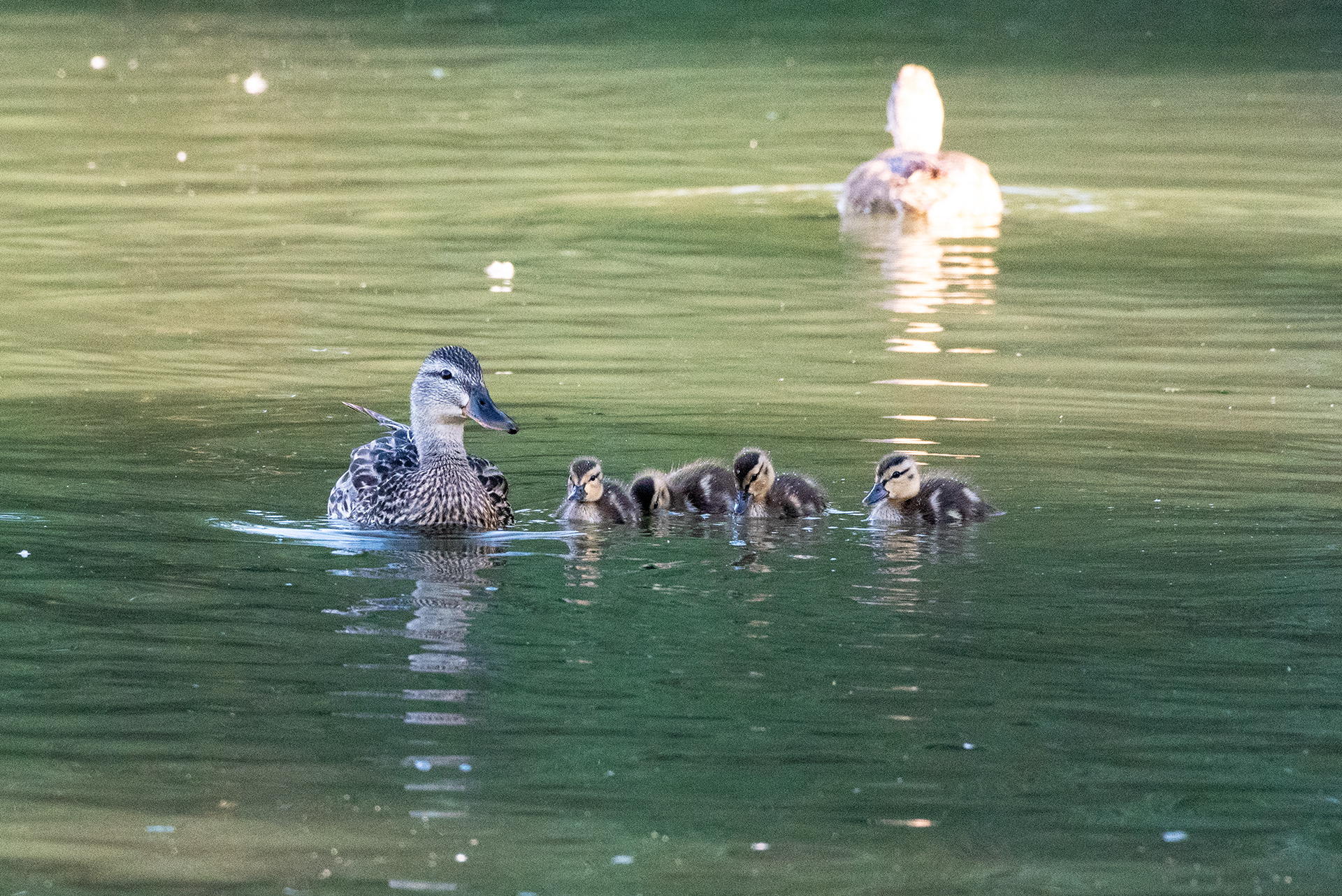 Mallard with ducklings