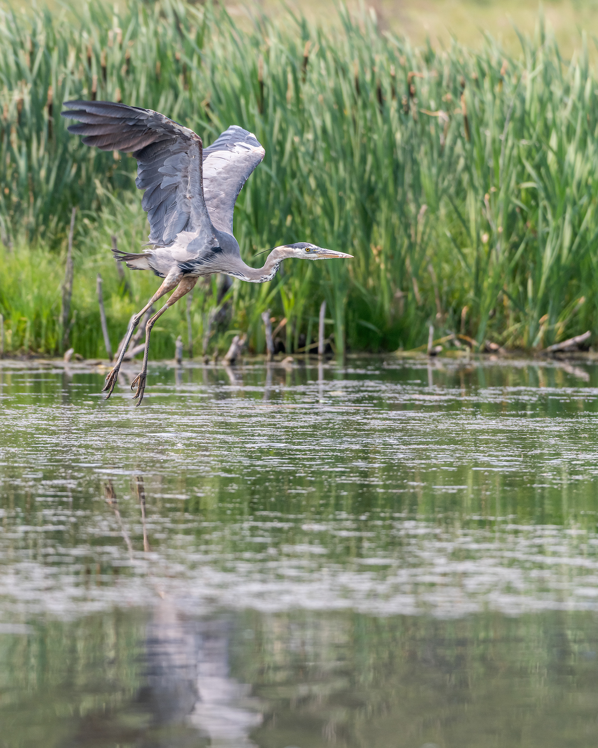 Great Blue Heron in flight at the ponds in Marshall Springs - Fish Creek Provincial Park, Calgary, Alberta