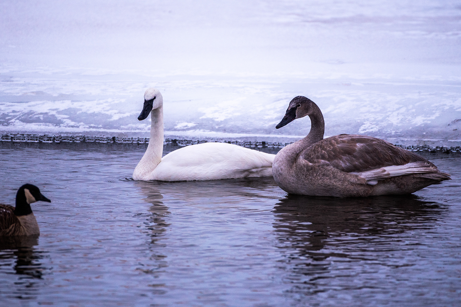 Trumpeter Swans and a Canada Goose near Mallard Point, Fish Creek Prov. Park, Calgary, AB