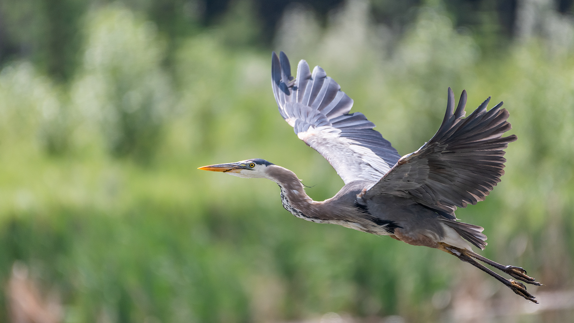 Great Blue Heron in flight at Marshall Springs - Fish Creek Provincial Park, Calgary, Alberta