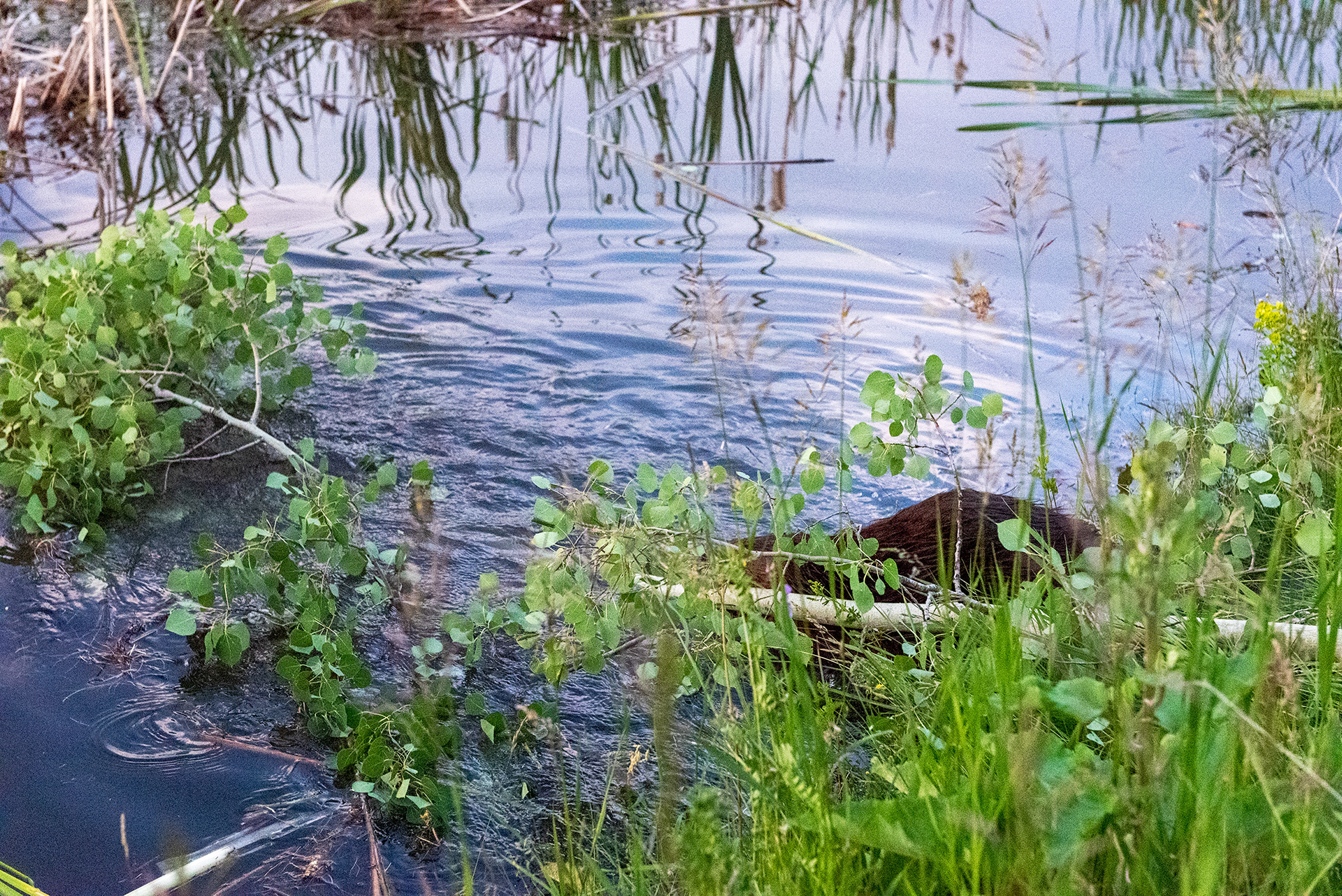 Beaver dragging a freshly downed tree into water