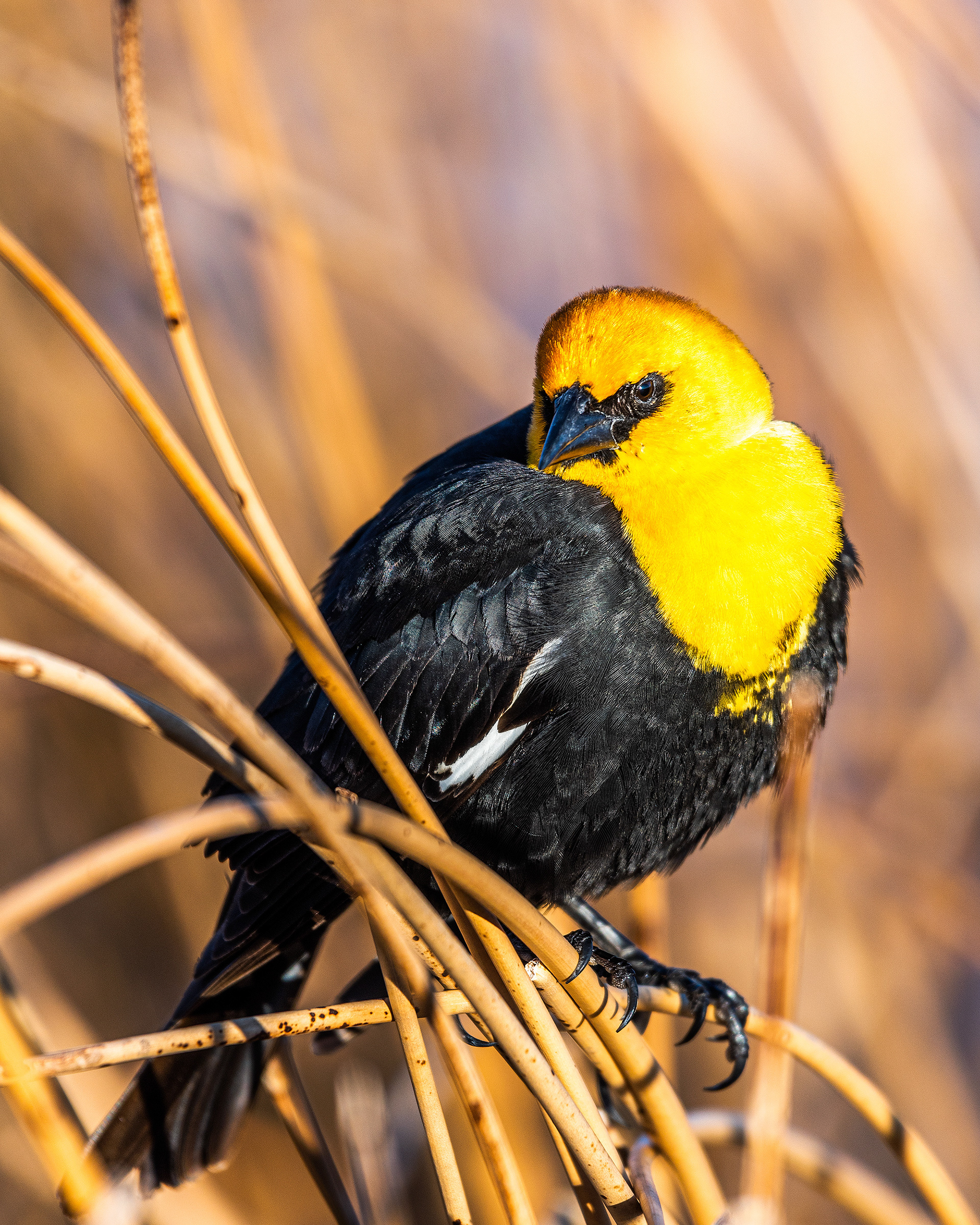 Yellow-headed Blackbird at Frank Lake, Alberta