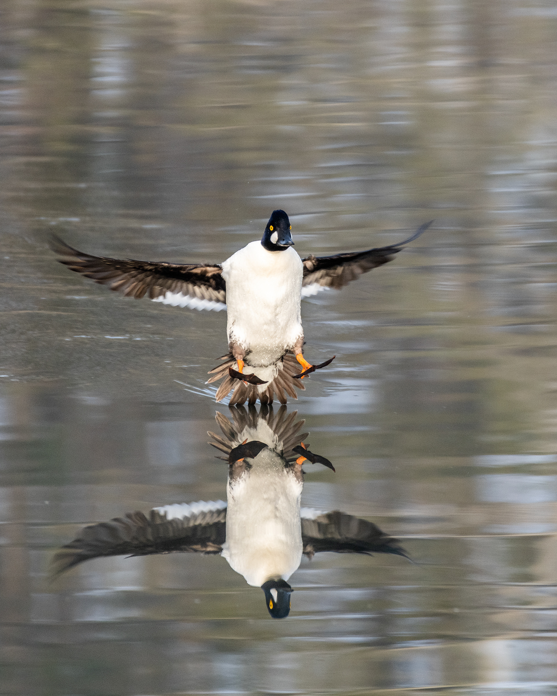 Common Goldeneye (male) landing, Inglewood Bird Sanctuary & Nature Centre, Calgary, Alberta