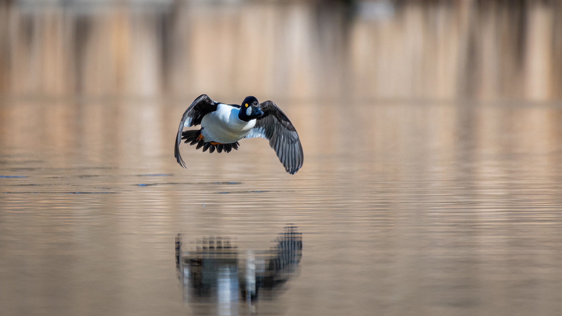 Common Goldeneye (male) in flight, Marshall Springs, Fish Creek Provincial Park, Calgary, AB