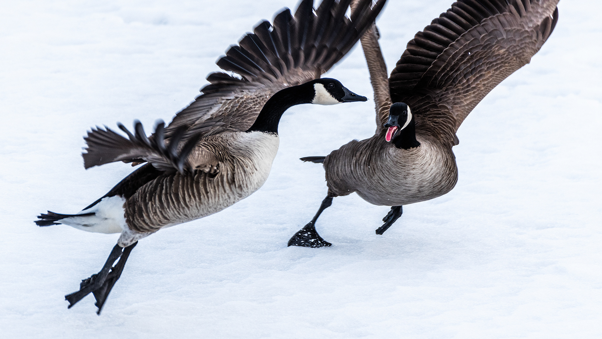 Canada Geese at Marshall Springs ponds (still frozen over), Fish Creek Prov. Park, Calgary, AB