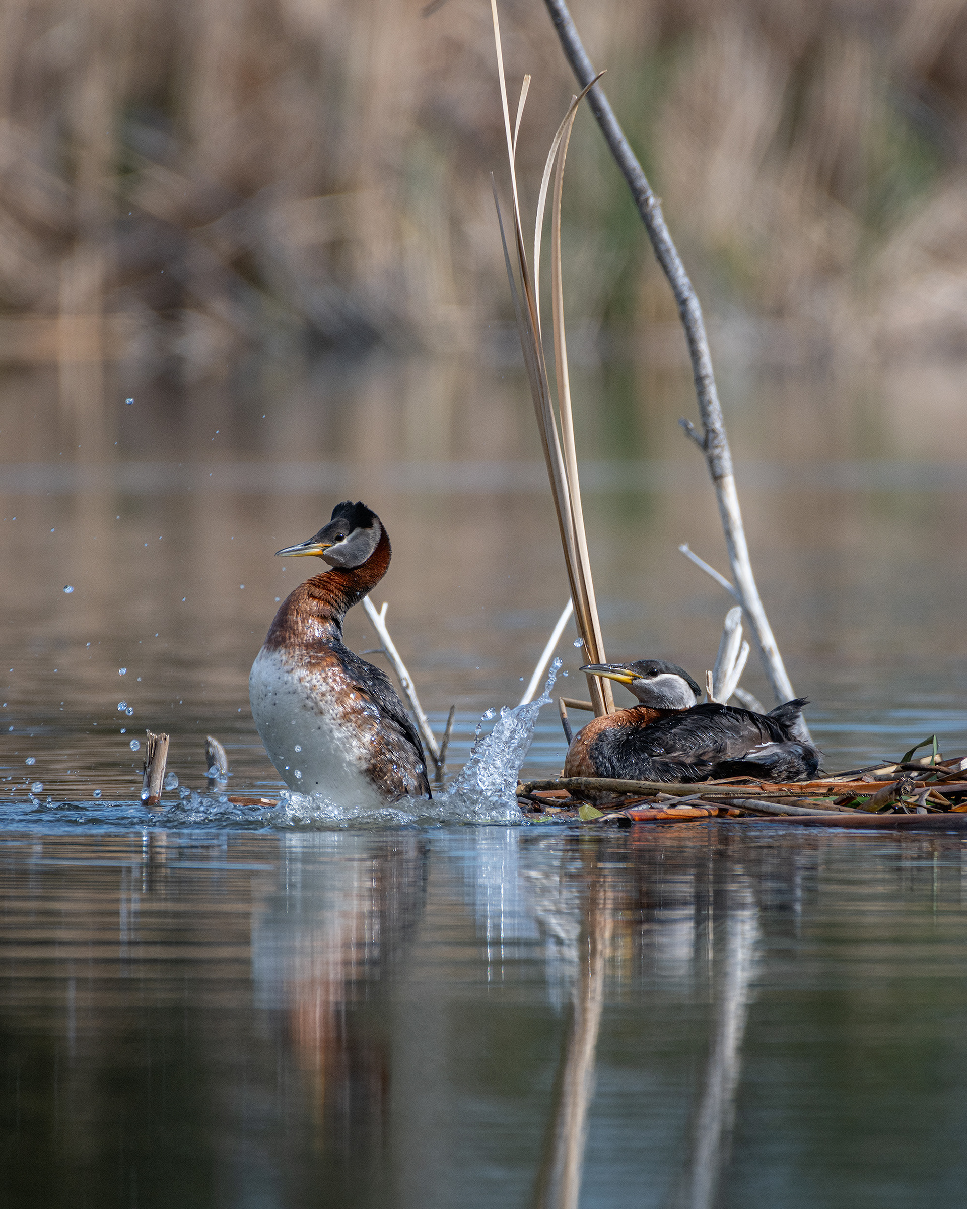Red-necked Grebe pair, Marshall Springs ponds - Fish Creek Prov. Park, Calgary, AB