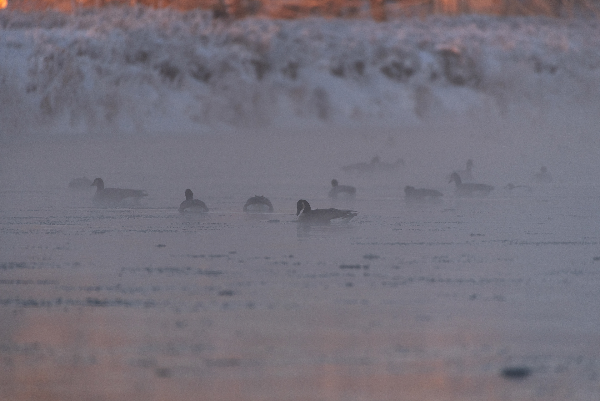 Canada Geese and a Common Goldeneye on the Bow River, at sunup, in the Mallard Point area of Fish Creek Provincial Park
