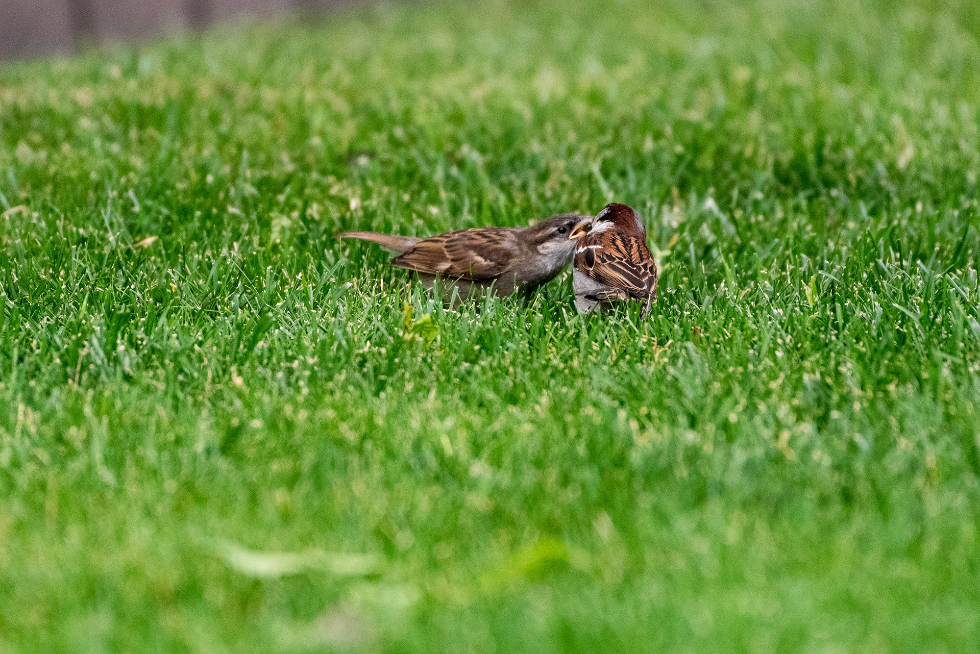 A House Sparrow feeds its little one