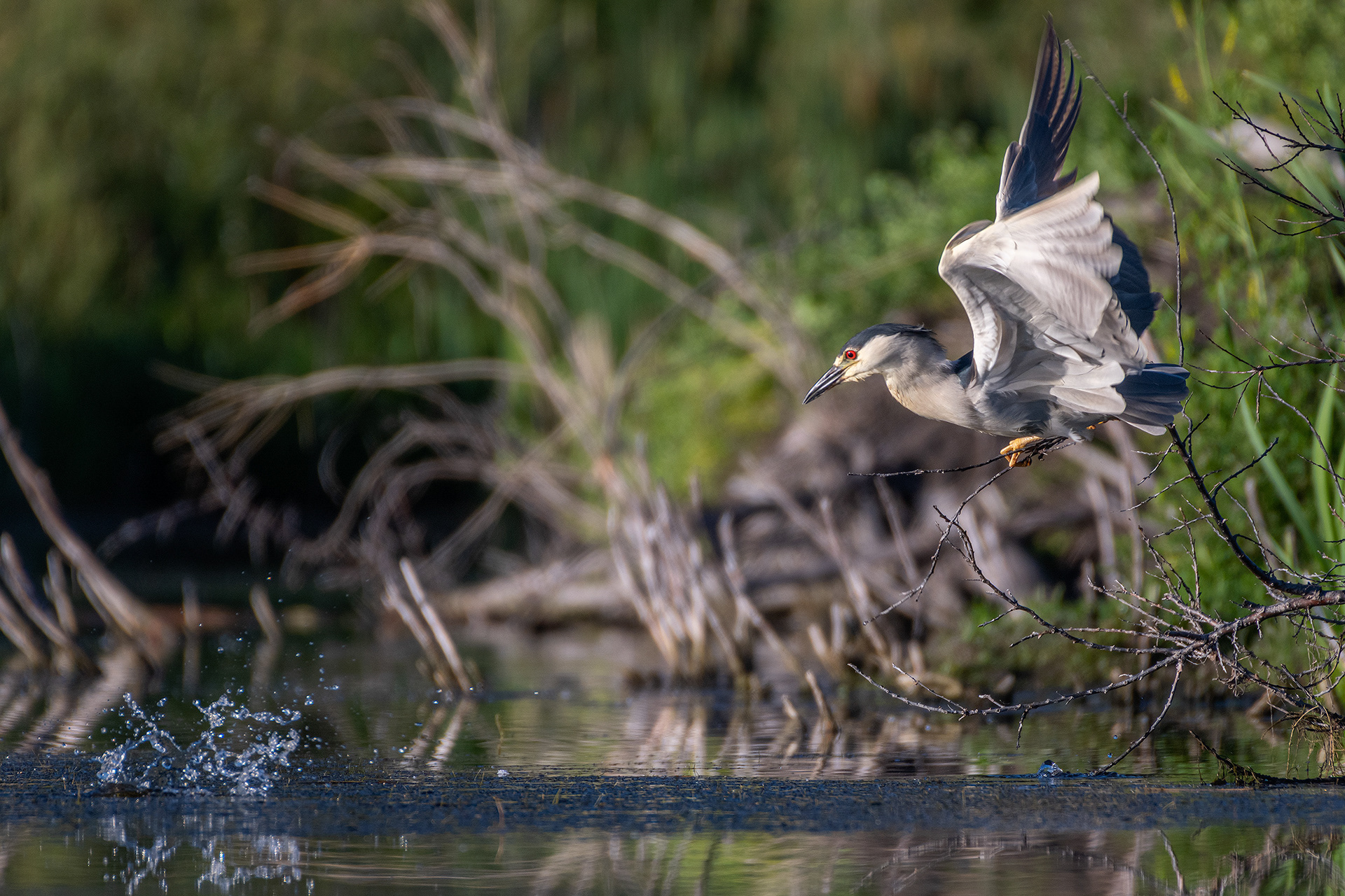 Black-crowned Night-Heron, Marshall Springs ponds, Fish Creek Provincial Park, Calgary, AB
