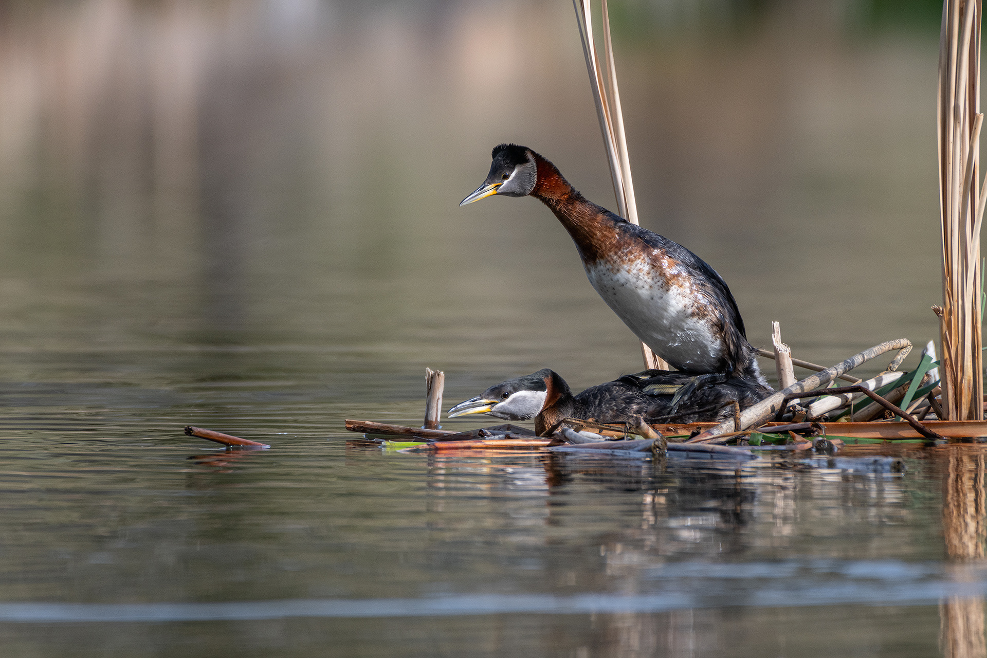 Red-necked Grebe pair mating, Marshall Springs ponds - Fish Creek Prov. Park, Calgary, AB