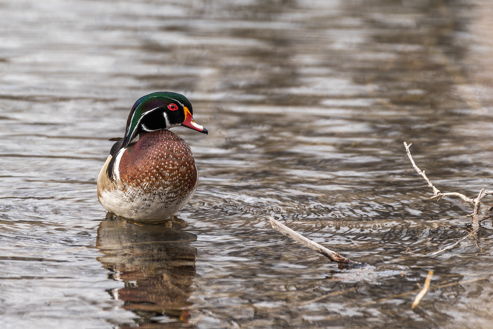 Wood Duck (male) at the Inglewood Bird Sanctuary & Nature Centre, Calgary, Alberta
