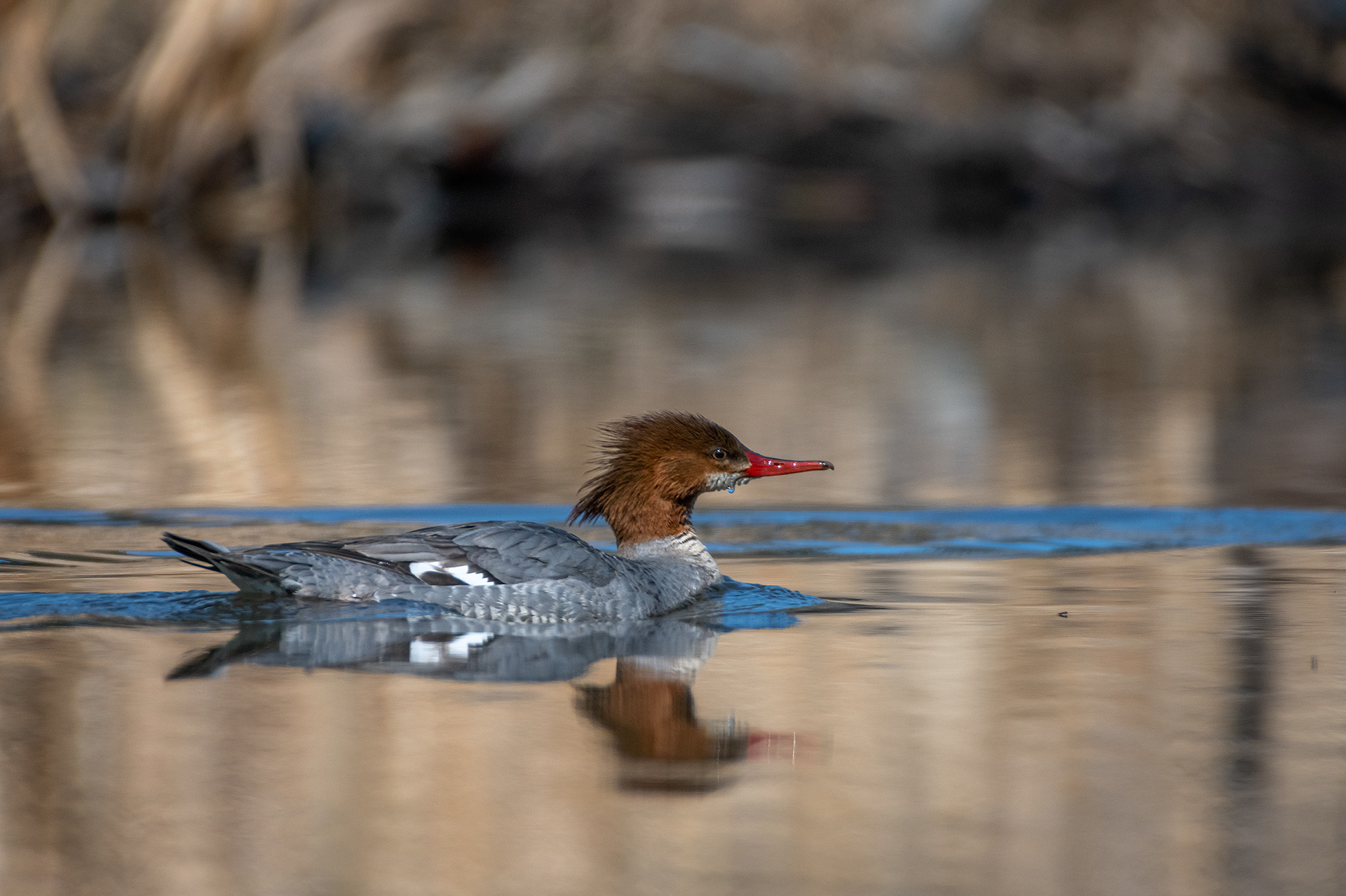 Common Merganser (female), Marshall Springs, Fish Creek Provincial Park, Calgary, AB