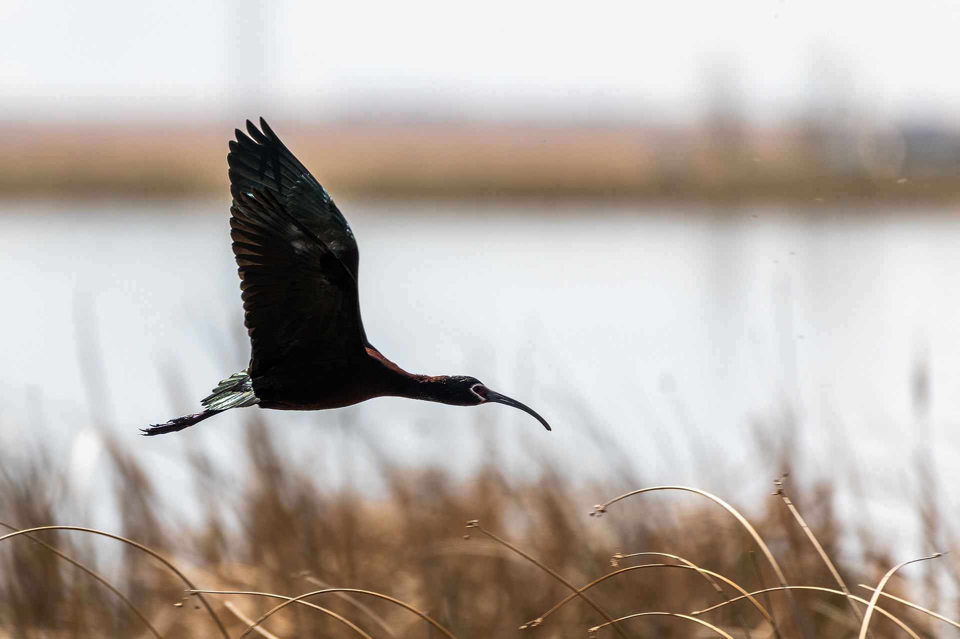 White-faced Ibis in flight, Frank Lake, Alberta