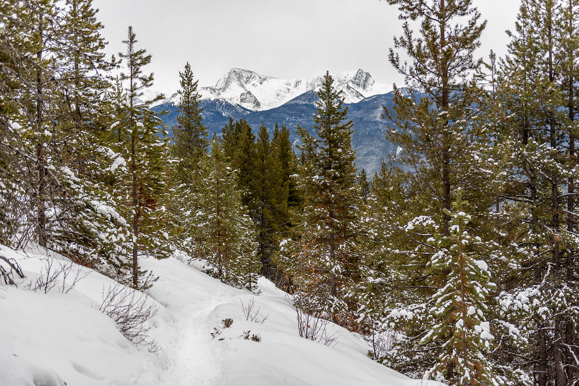 A view of part of the Castle Lookout hiking trail in Banff National Park, AB