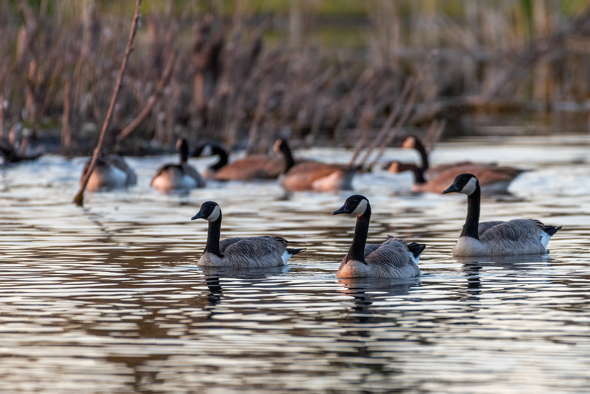 Canada Geese at the Marshall Springs ponds in Fish Creek Provincial Park