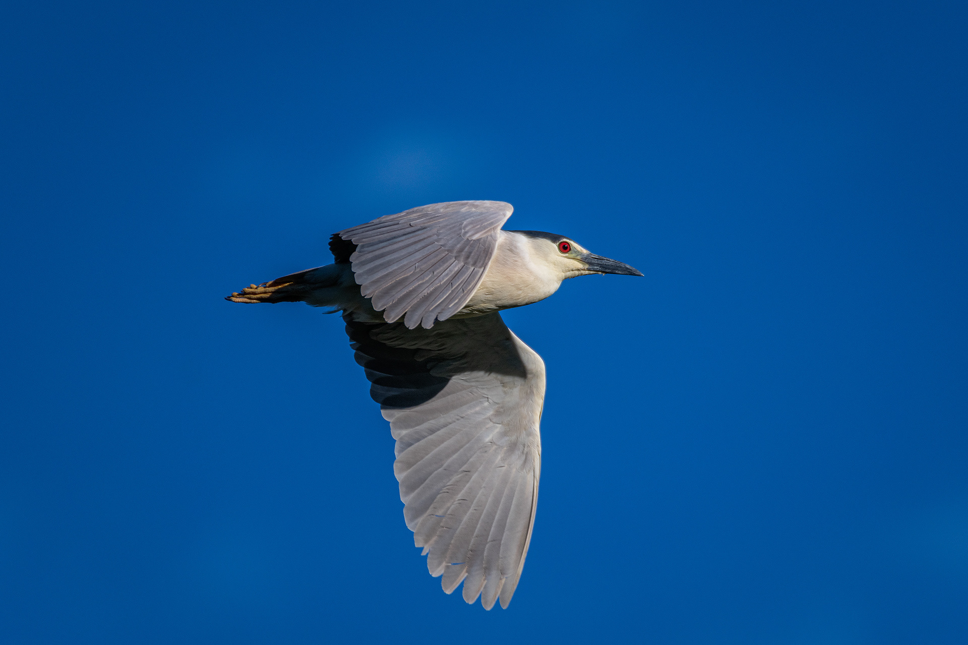 Black-crowned Night-Heron (in flight), Marshall Springs ponds, Fish Creek Provincial Park, Calgary, AB
