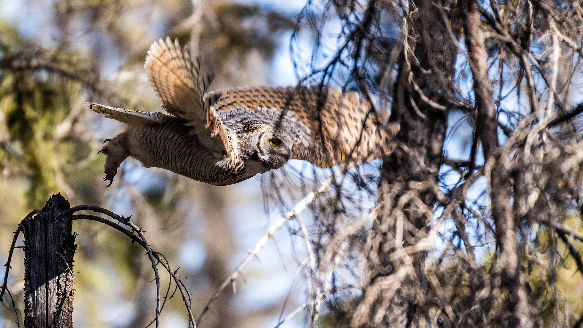 Great Horned Owl taking off near Marshall Springs in Fish Creek Provincial Park