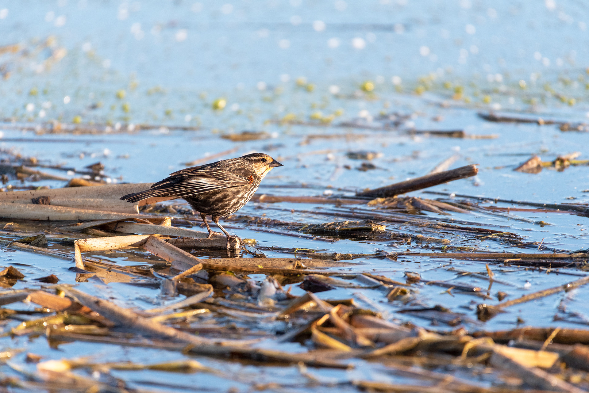 Red-winged Blackbird, Marshall Springs, Fish Creek Provincial Park, Calgary