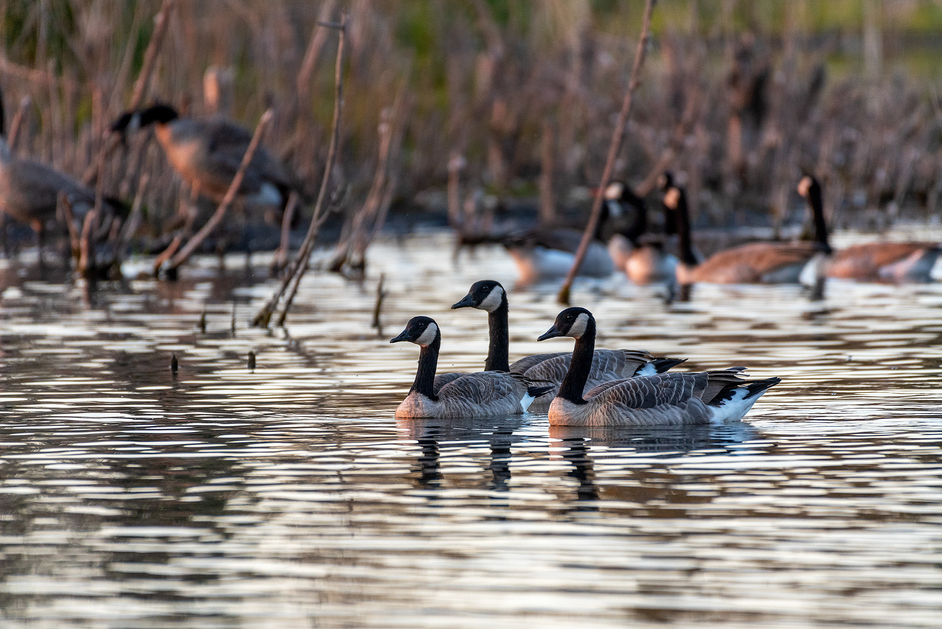 Canada Geese at the Marshall Springs ponds in Fish Creek Provincial Park