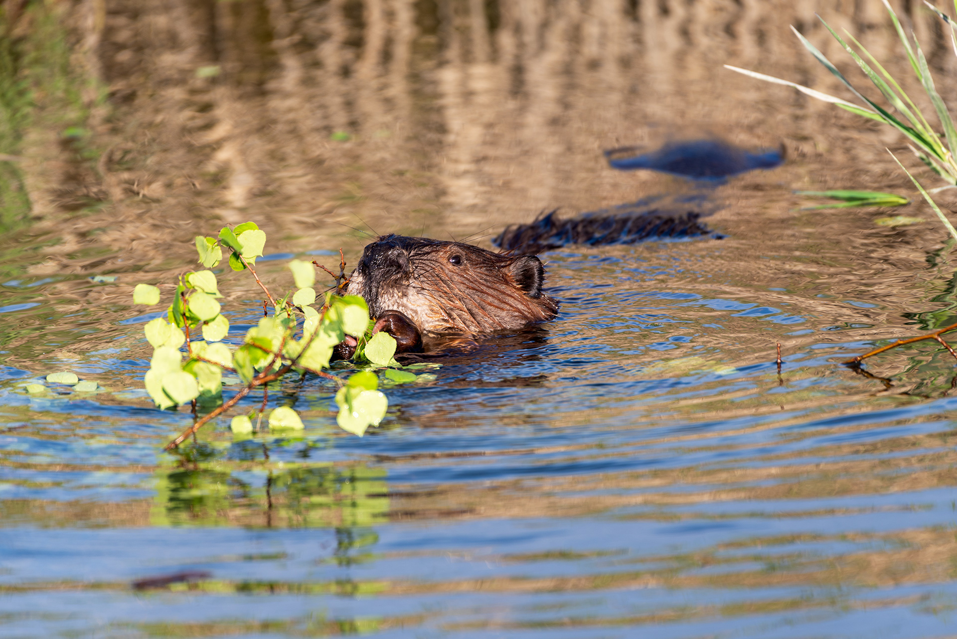 beaver, Bankside, Fish Creek Provincial Park, Bow River, Calgary, Alberta