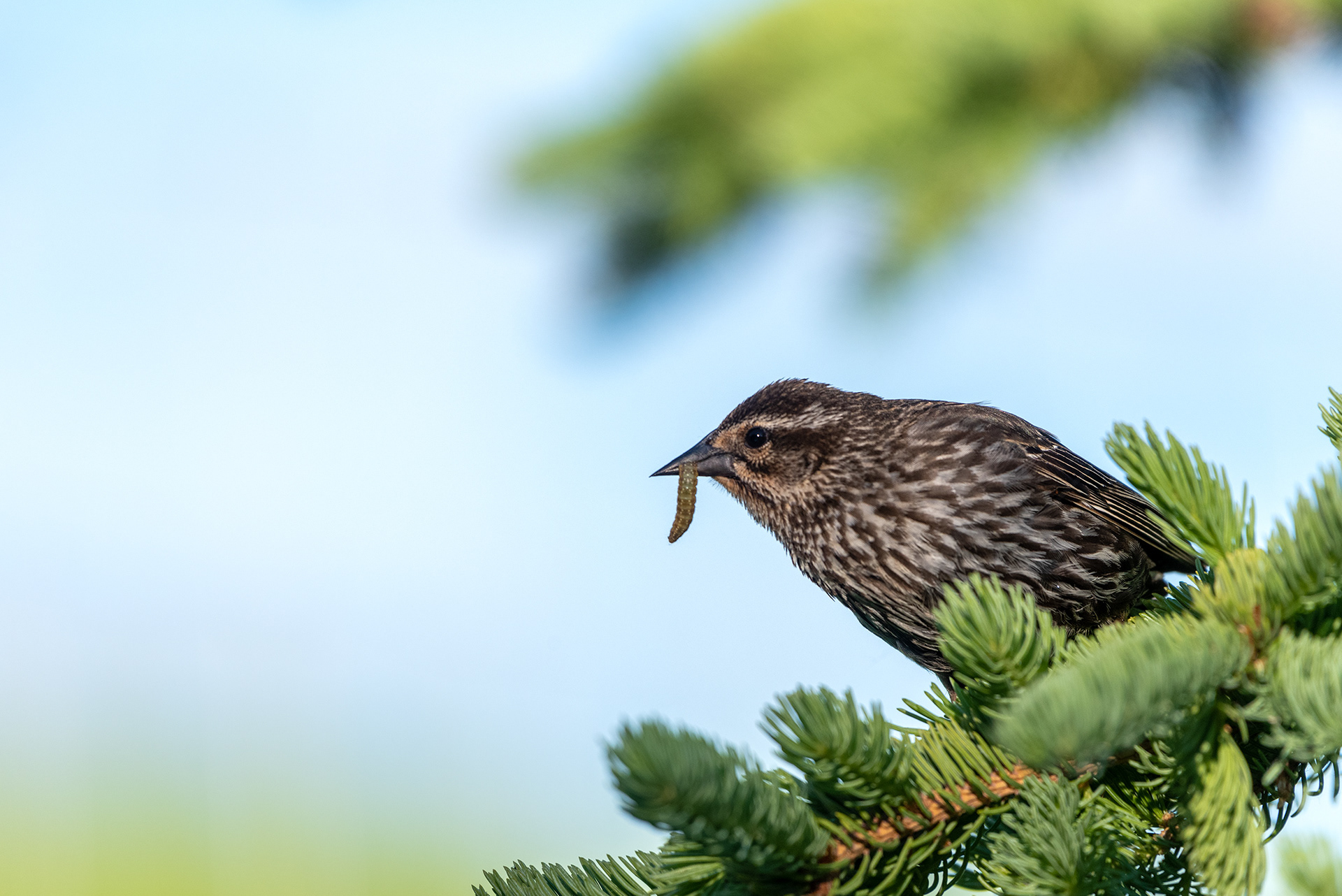 Red-winged Blackbird, Marshall Springs, Fish Creek Provincial Park, Calgary