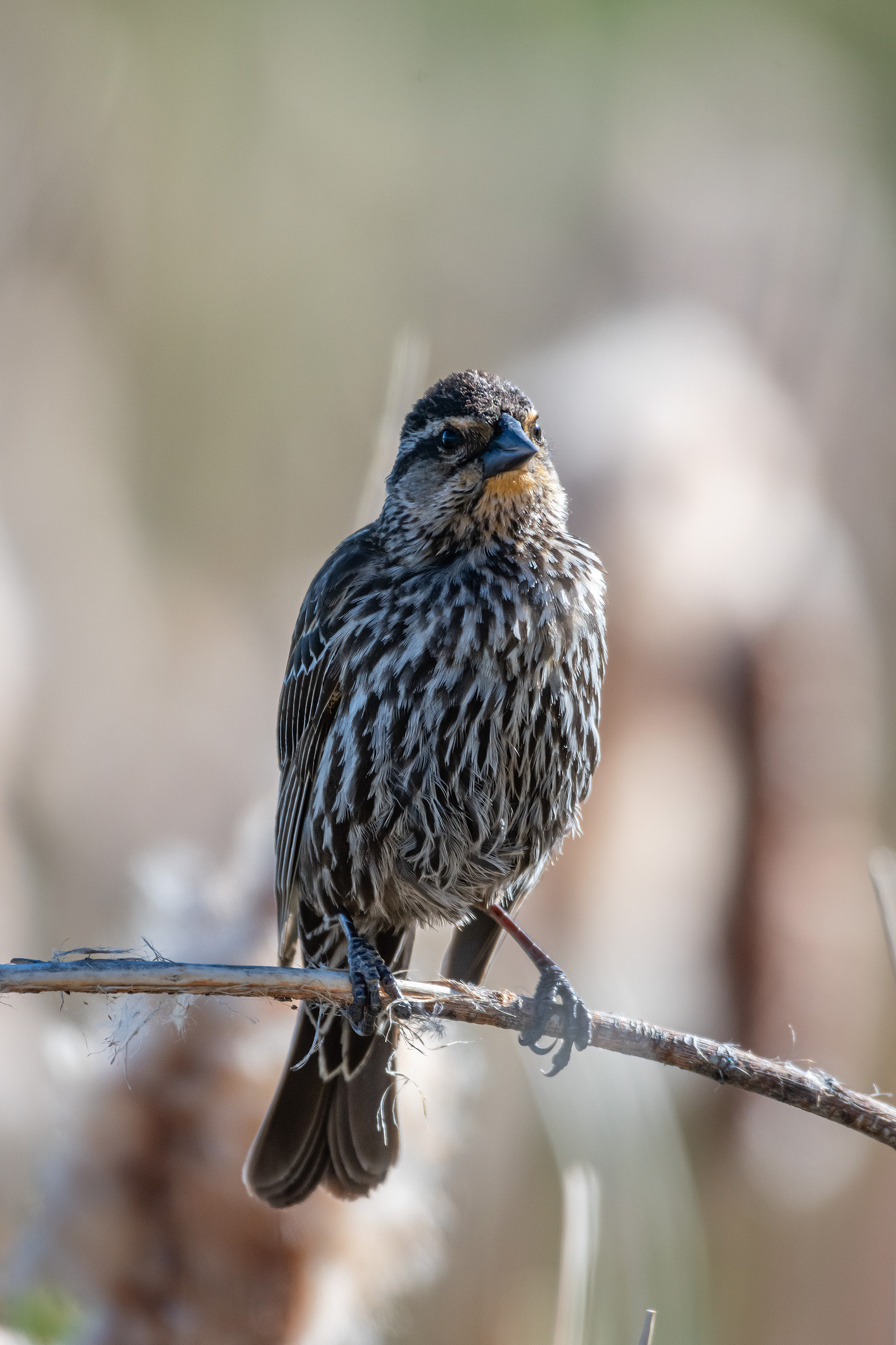 Red-winged Blackbird (female), Marshall Springs ponds, Fish Creek Provincial Park, Calgary, AB