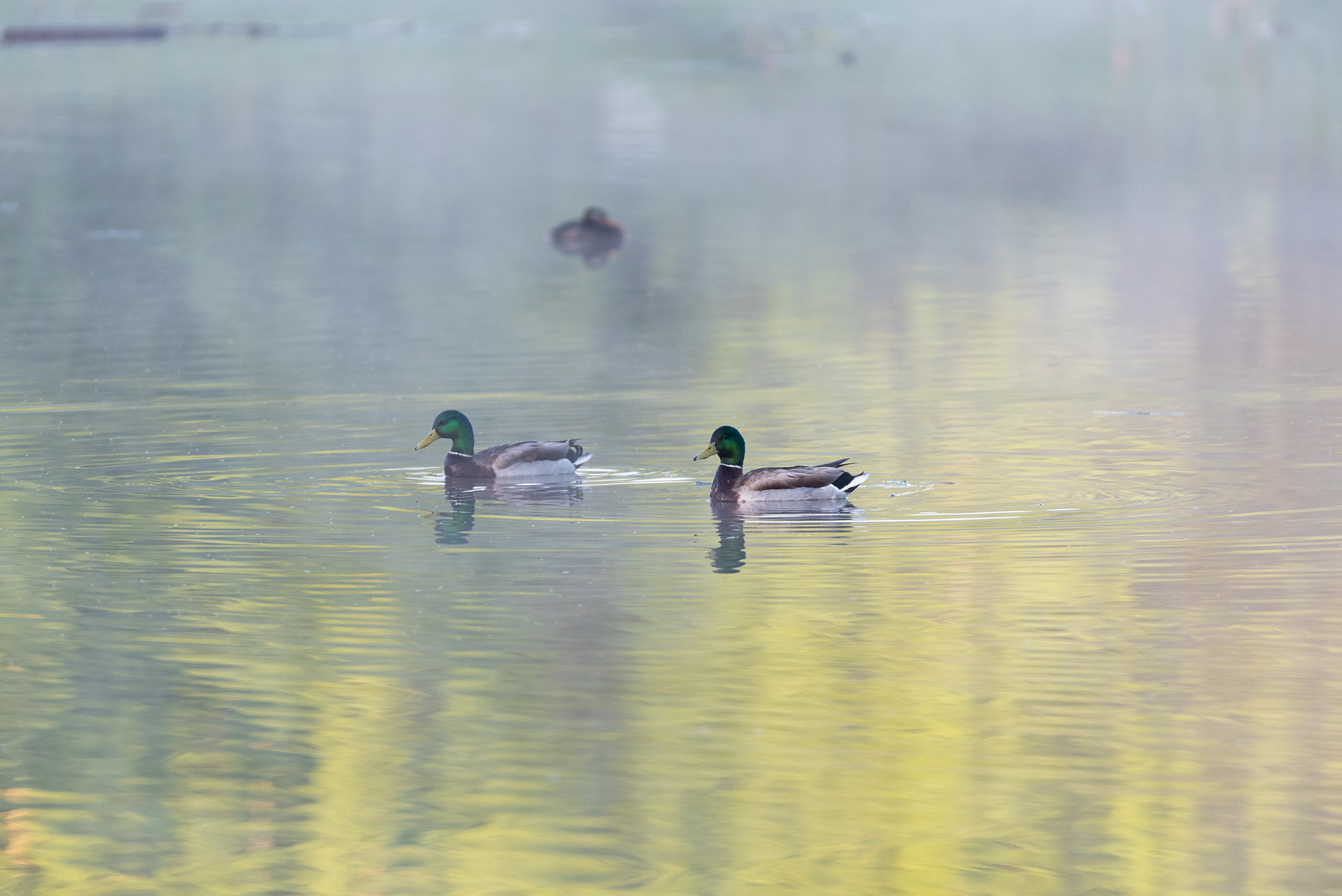Mallards, Marshall Springs, Fish Creek Provincial Park, Calgary, Alberta