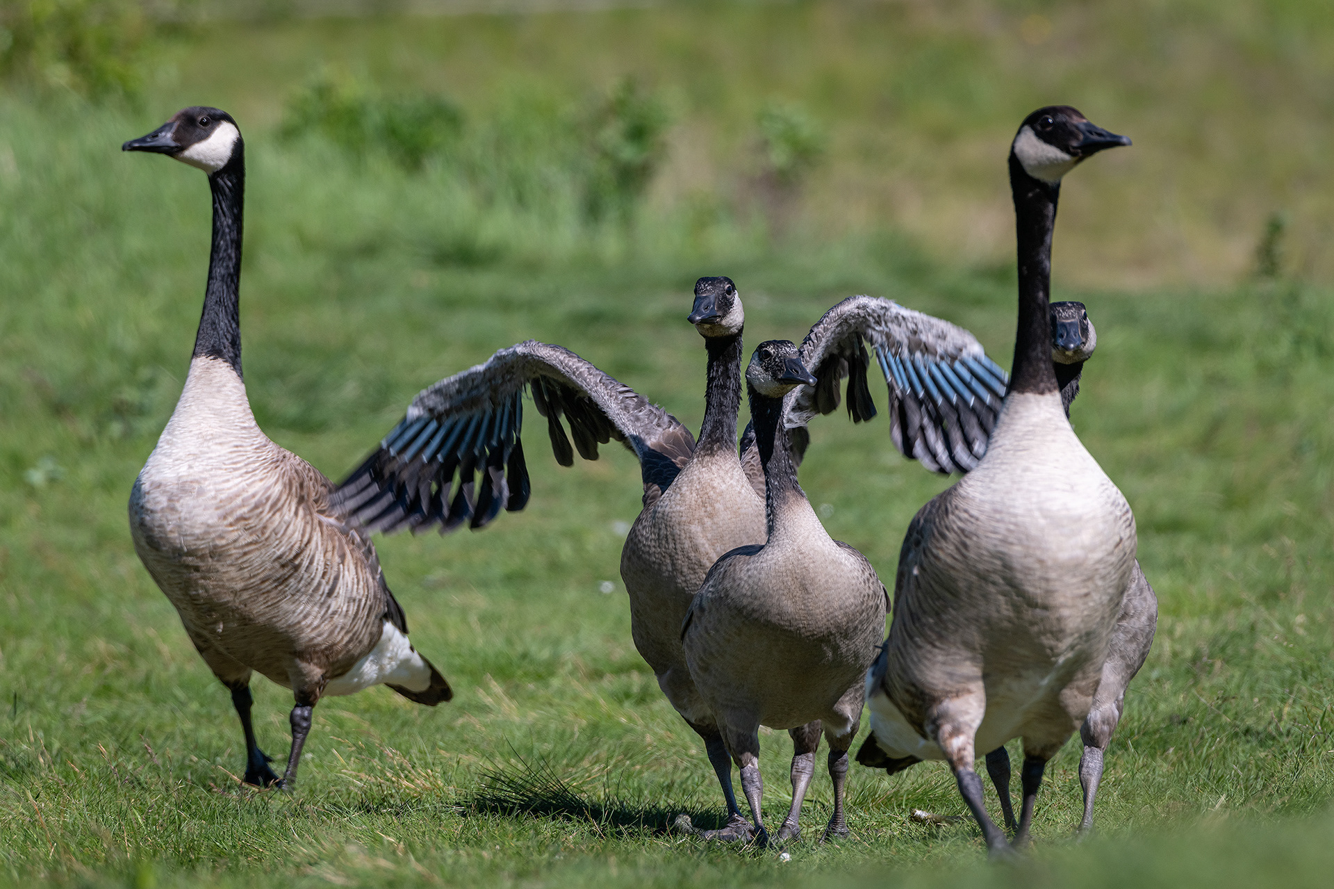 Canada Goose family, Marshall Springs ponds, Fish Creek Provincial Park, Calgary, AB