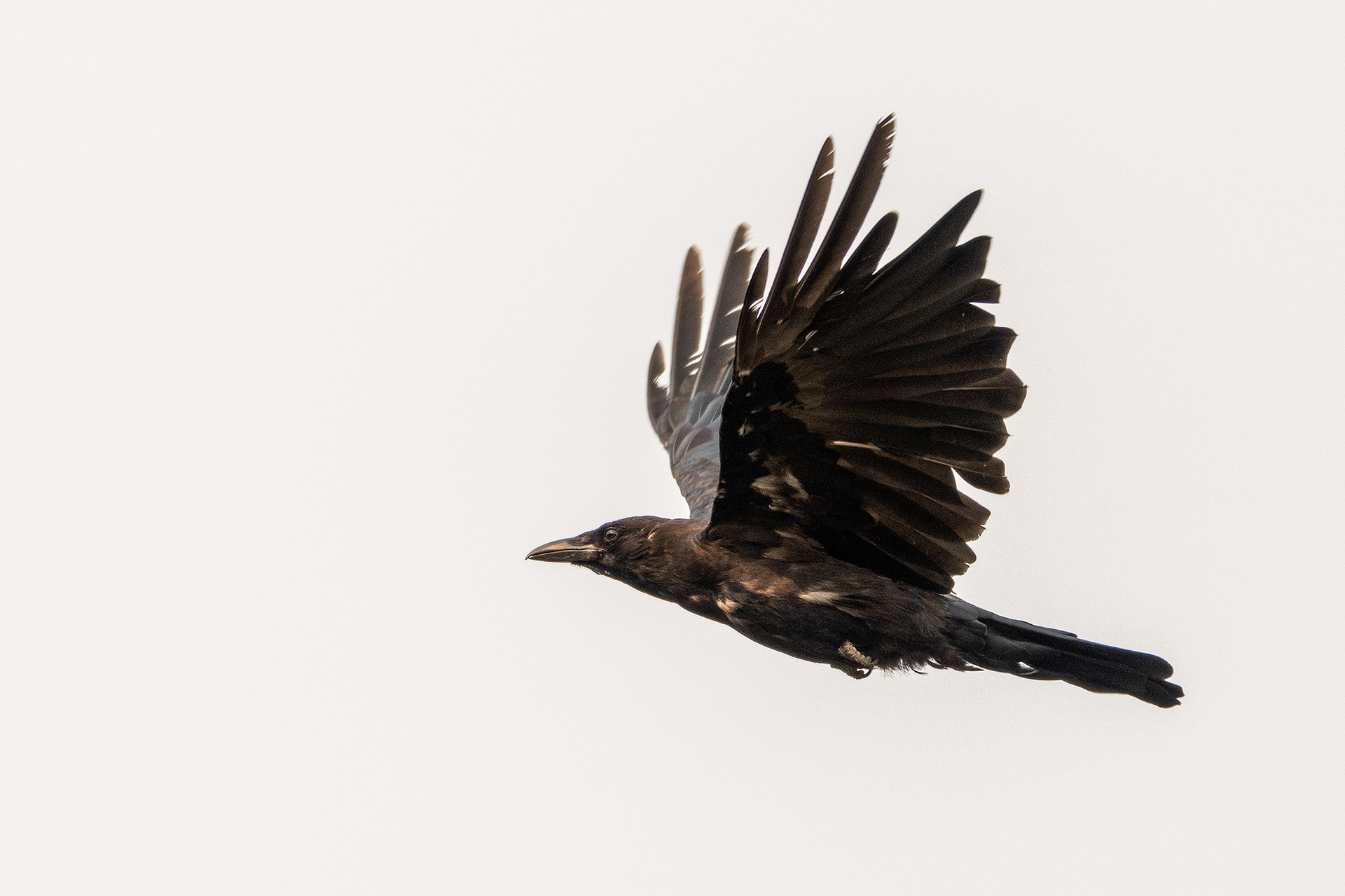 American Crow (in flight), Marshall Springs - Fish Creek Prov. Park, Calgary, AB