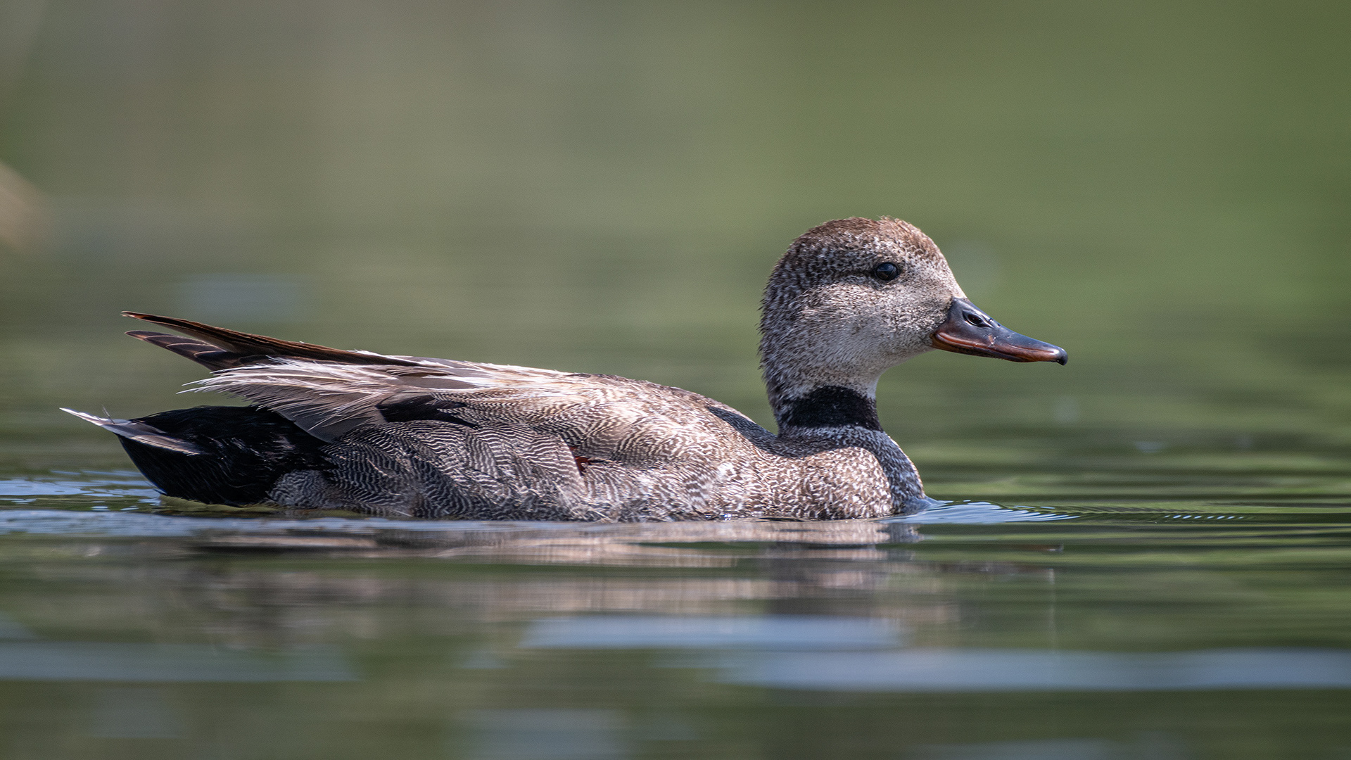 Gadwall (female), Marshall Springs ponds, Fish Creek Provincial Park, Calgary, AB