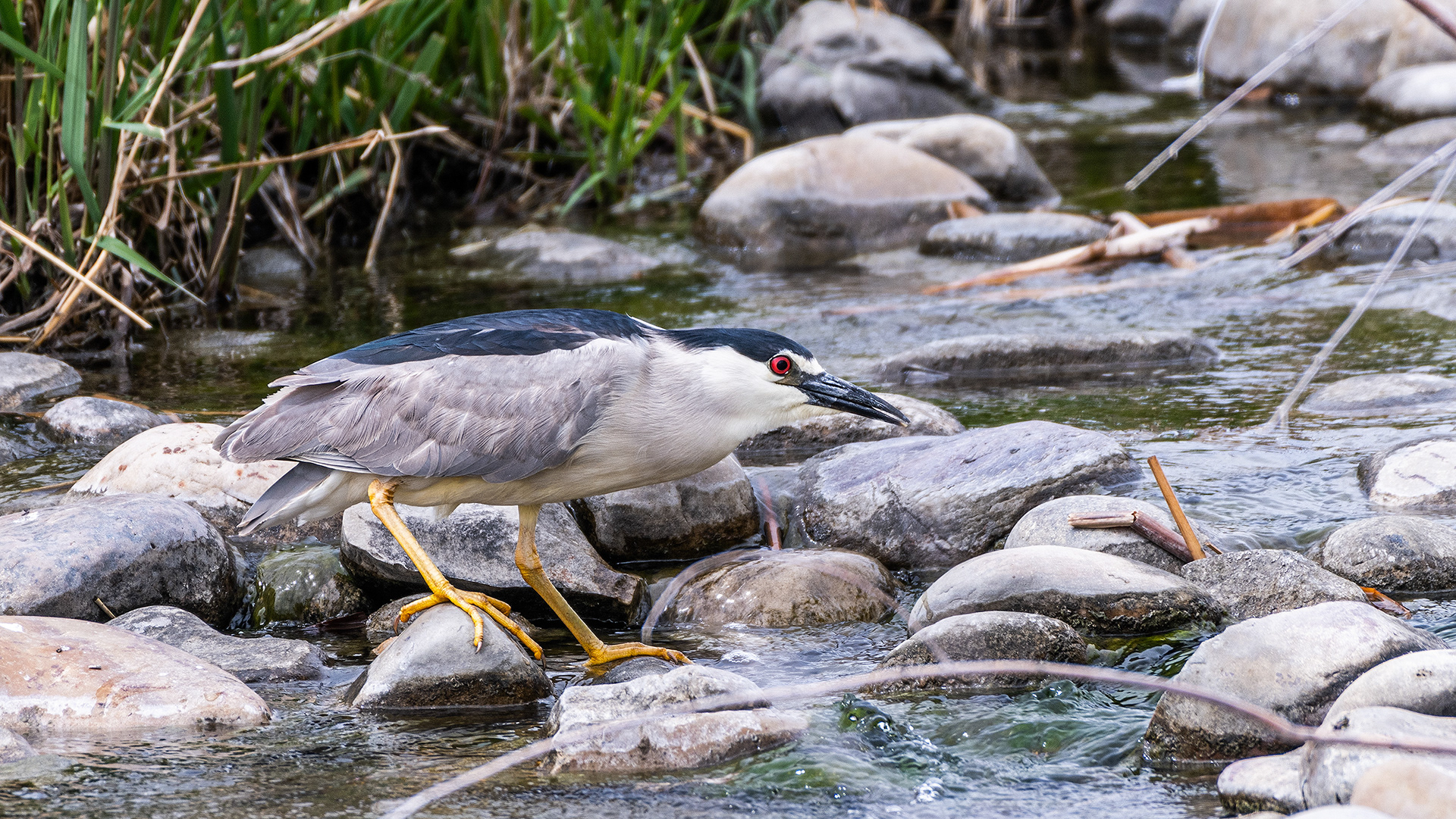 Black-crowned Night-Heron fishing at Bridlewood Wetlands Park, Calgary, Alberta