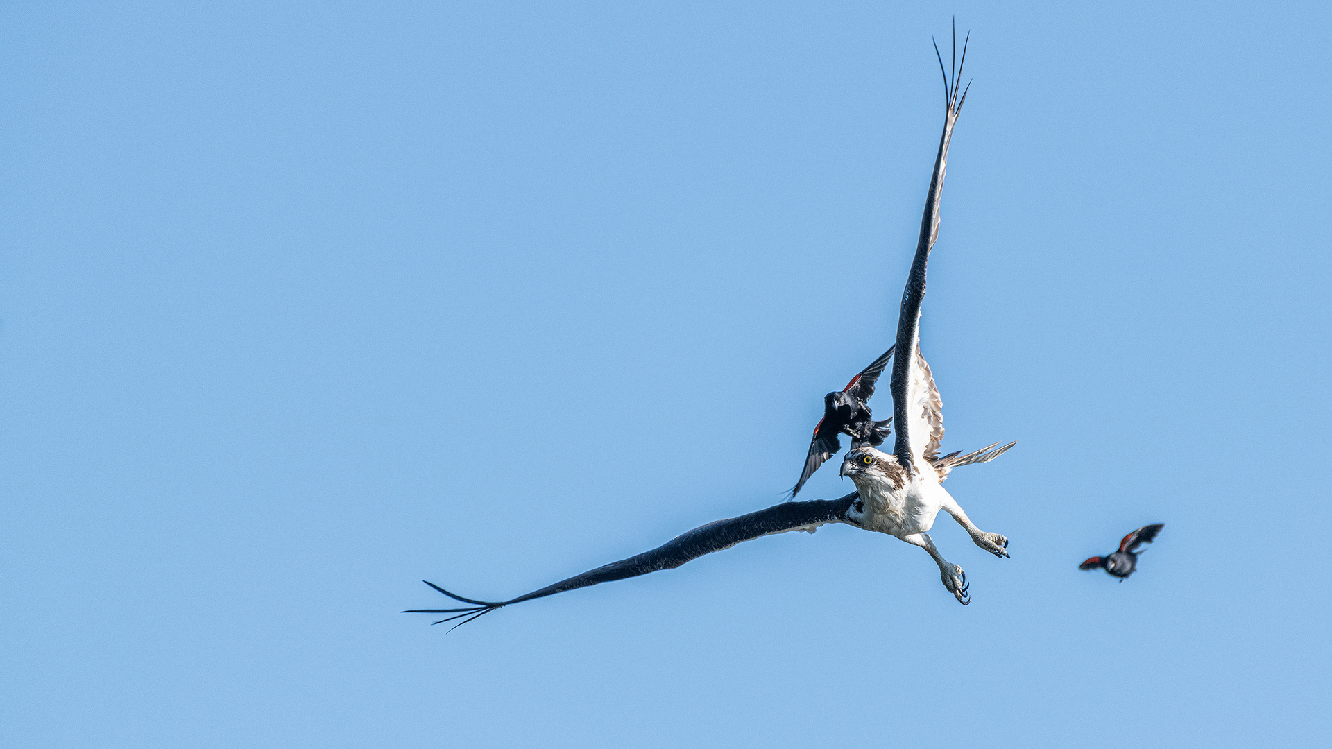 Osprey (in flight) being pestered by multiple male Red-winged Blackbirds (in flight), Marshall Springs - Fish Creek Prov. Park, Calgary, AB