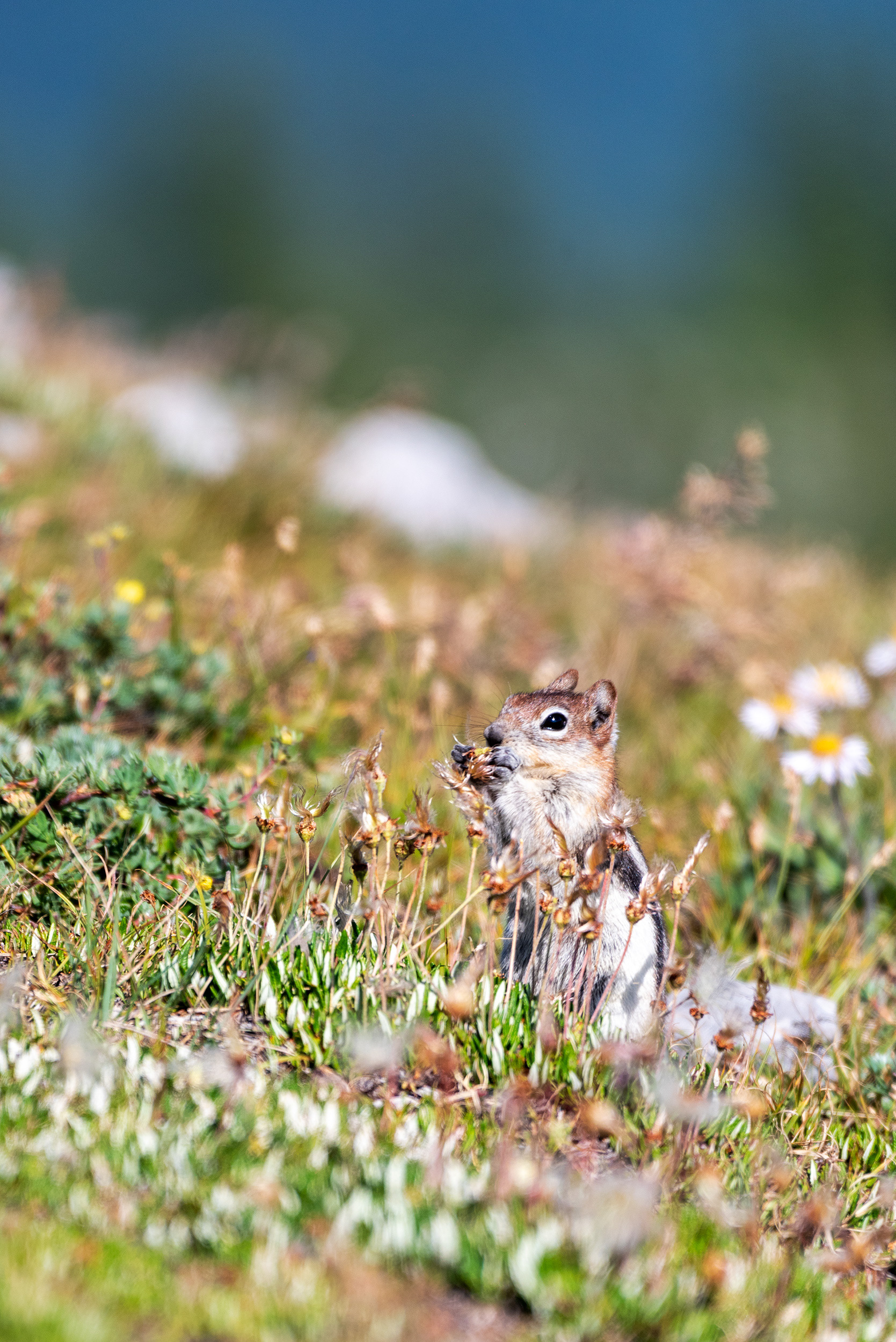Chipmunk nibbling on some vegetation