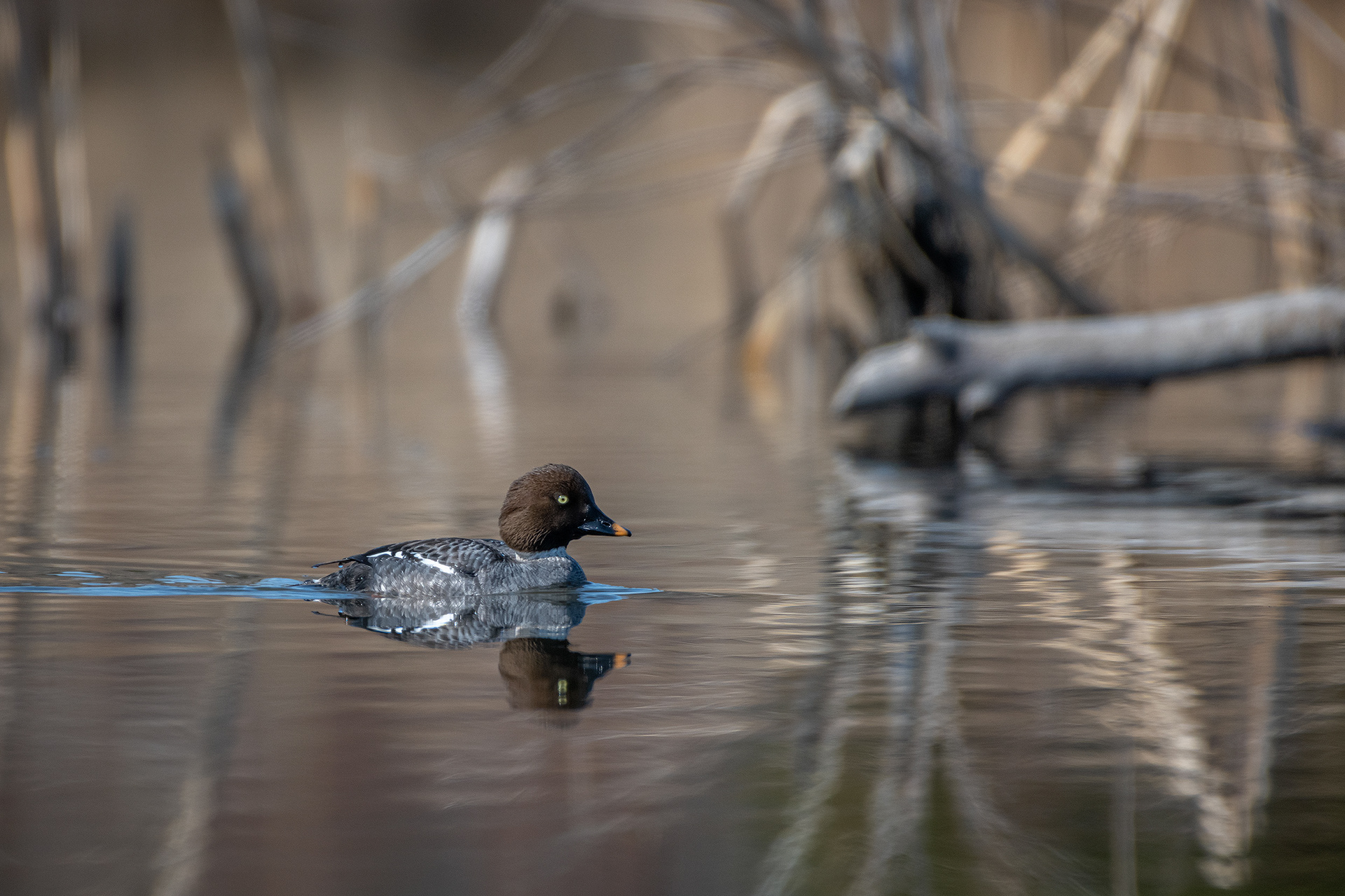 Common Goldeneye (female), Marshall Springs, Fish Creek Provincial Park, Calgary, AB