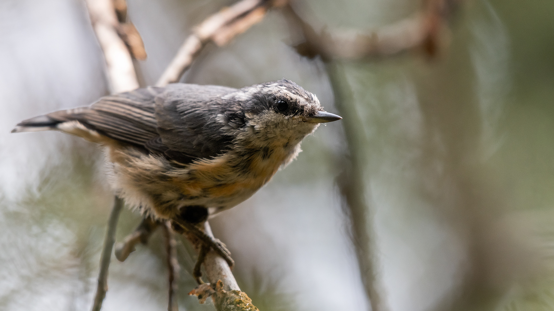 Red-breasted Nuthatch (immature), Marshall Springs - Fish Creek Prov. Park, Calgary, AB
