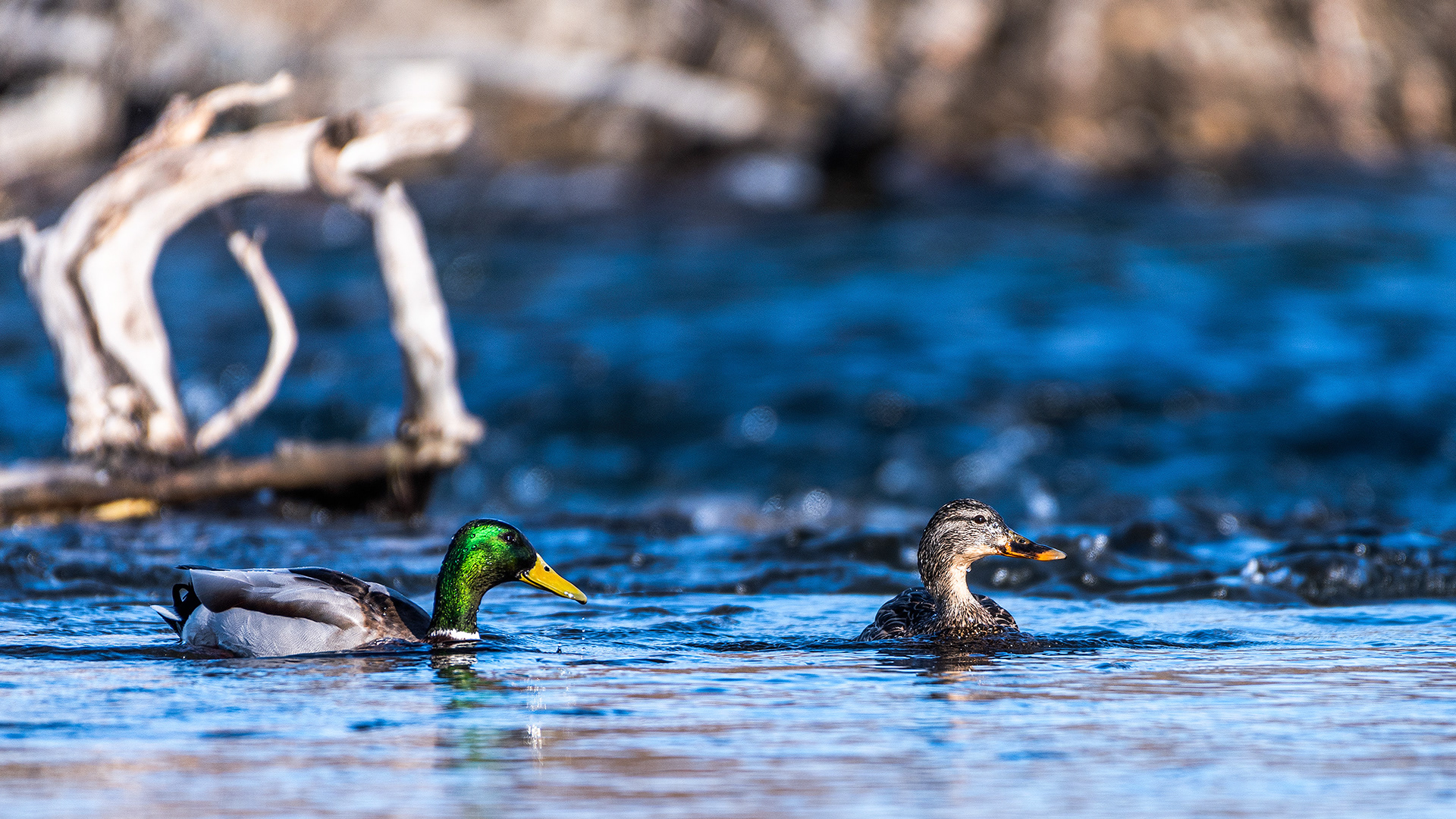 Mallard pair on the Bow River near Carburn Park, Calgary, AB