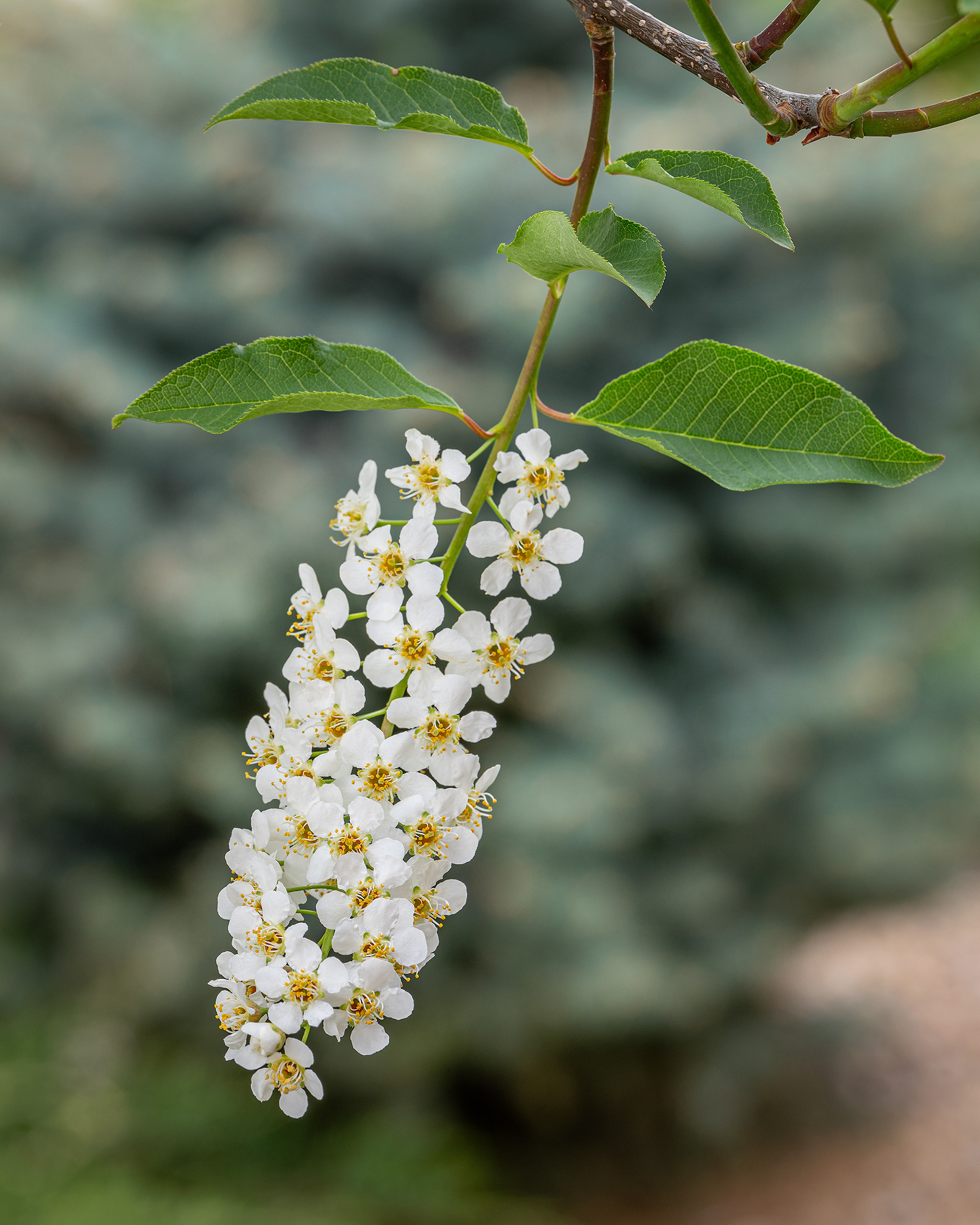 Tree branch bloom, Bridlewood, Calgary, AB