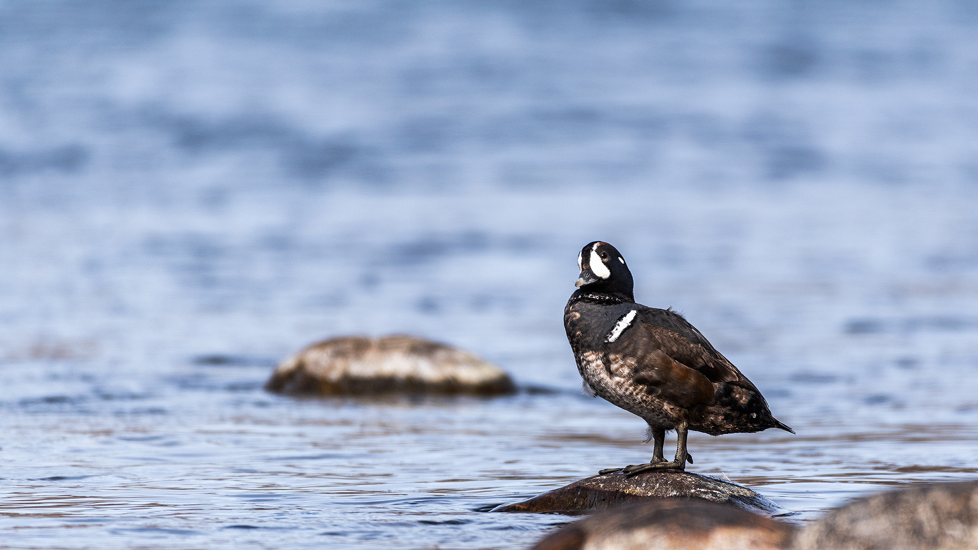 Harlequin Duck on the bank of the Bow River near Carburn Park, Calgary, AB
