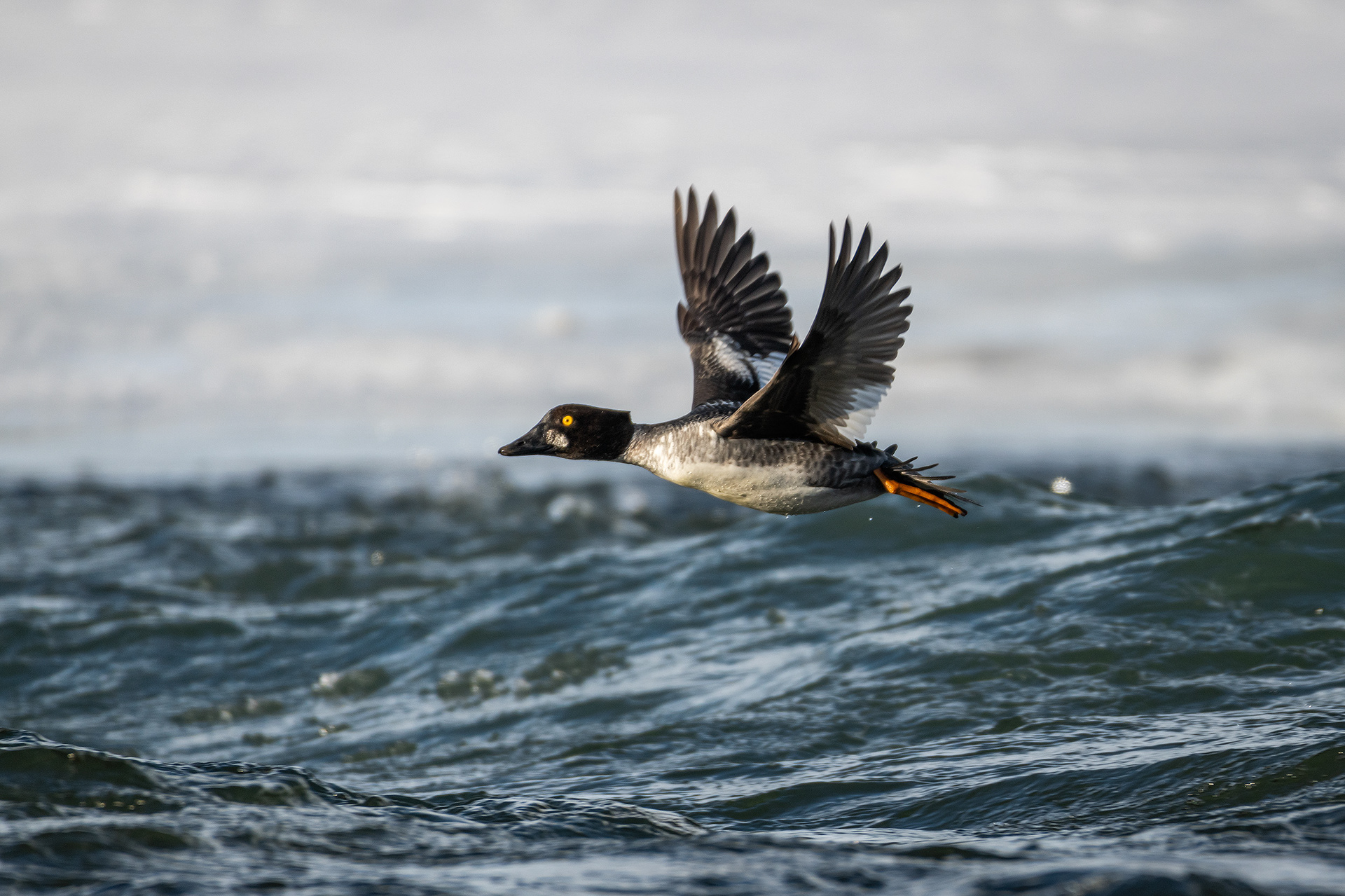 Goldeneye (female) in flight - Bow River, Refinery Park, Calgary, AB