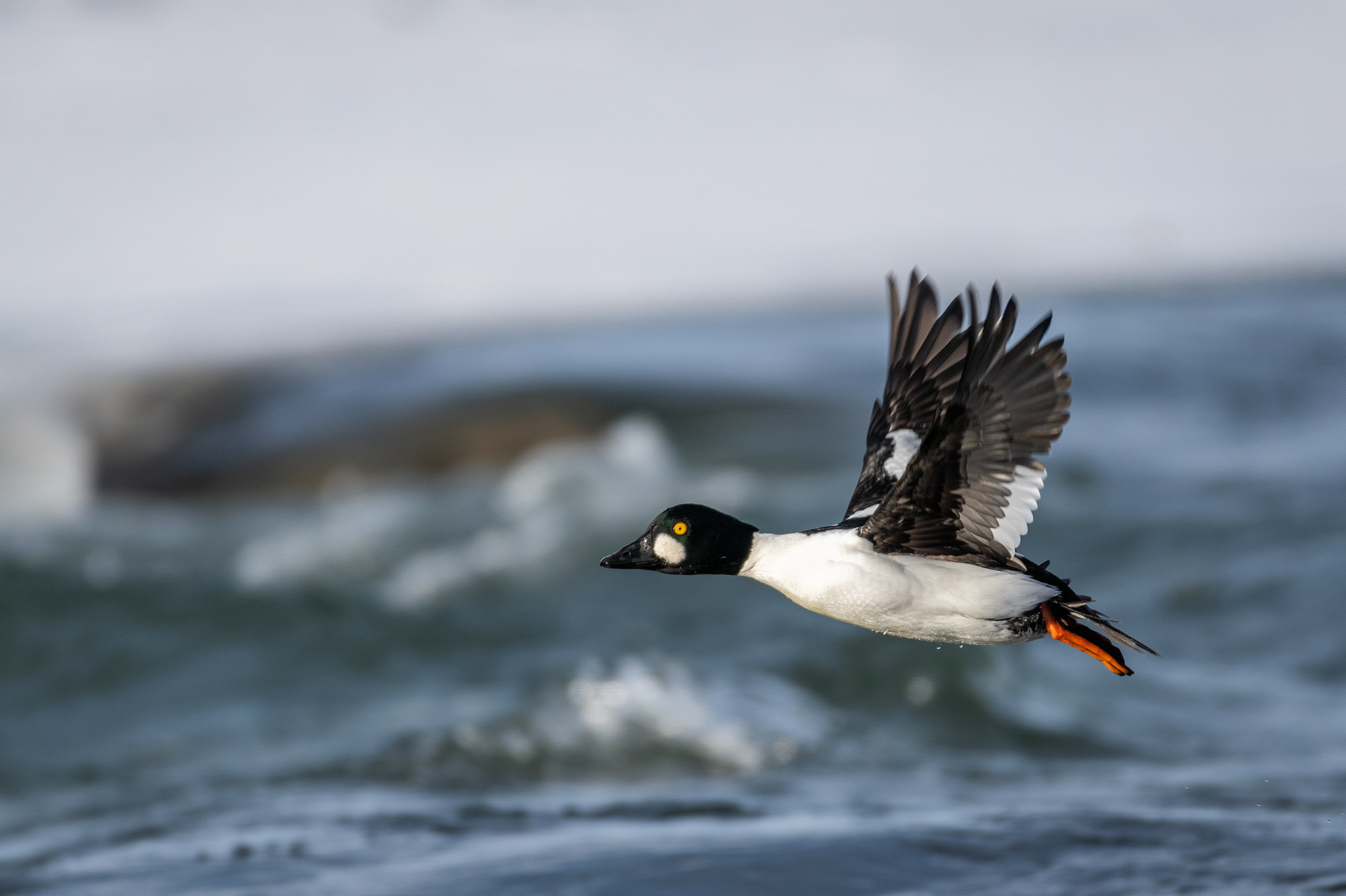 Goldeneye (male) in flight - Bow River, Refinery Park, Calgary, AB