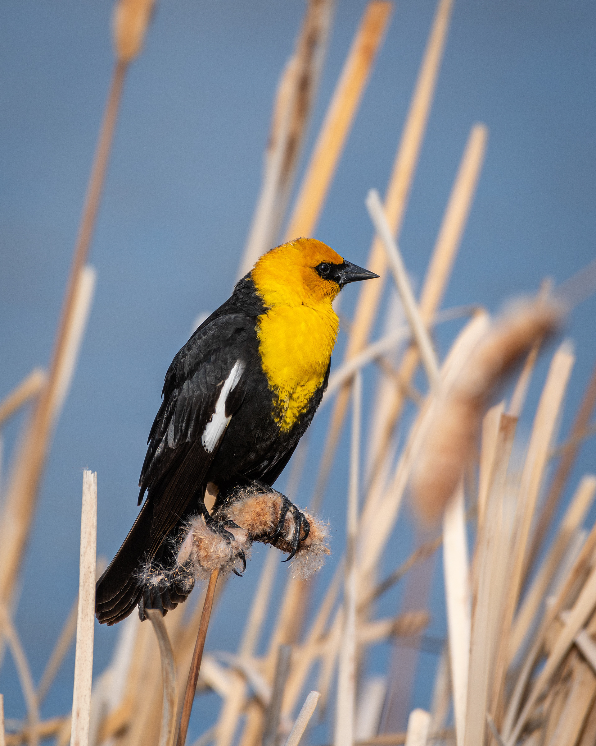 Yellow-headed Blackbird (male), Bridlewood Wetlands Park, Calgary, AB