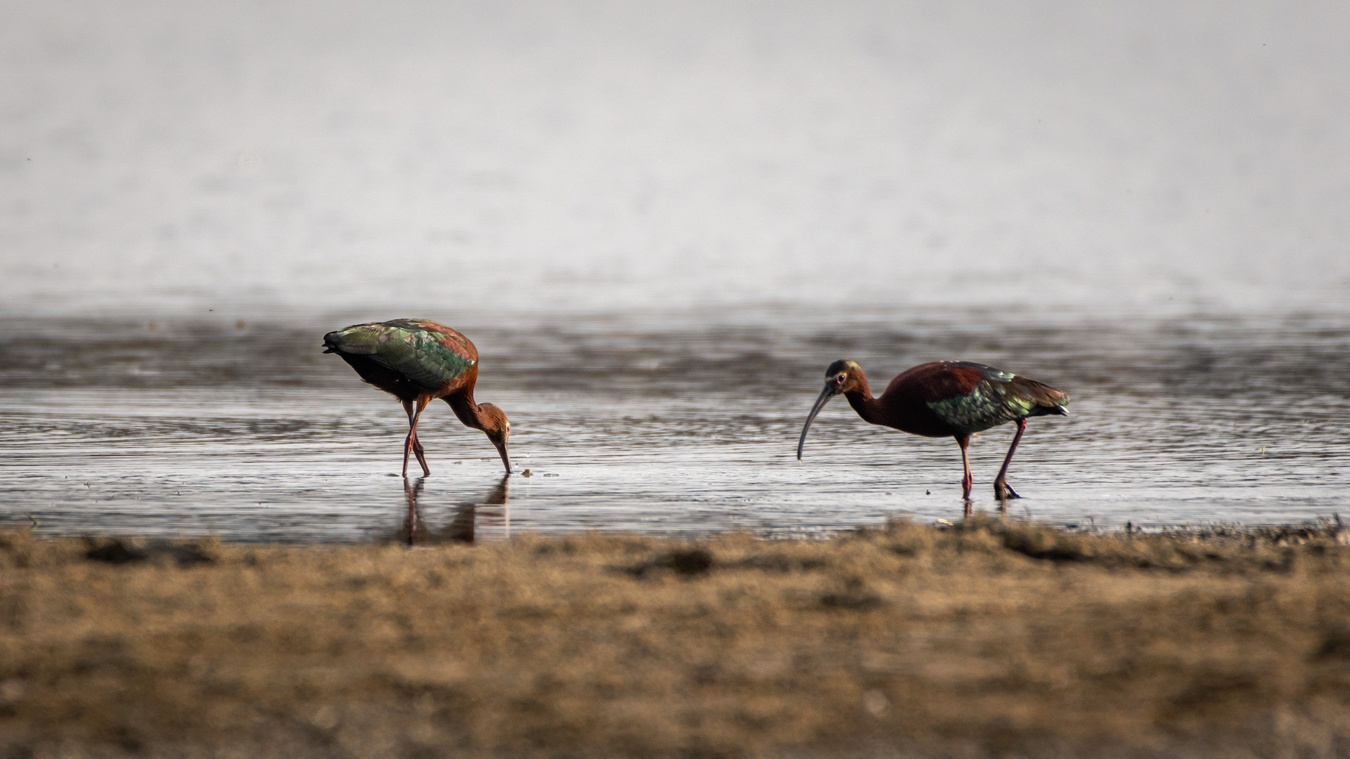 White-faced Ibises, Glenmore Reservoir, North Glenmore Park, Calgary, AB