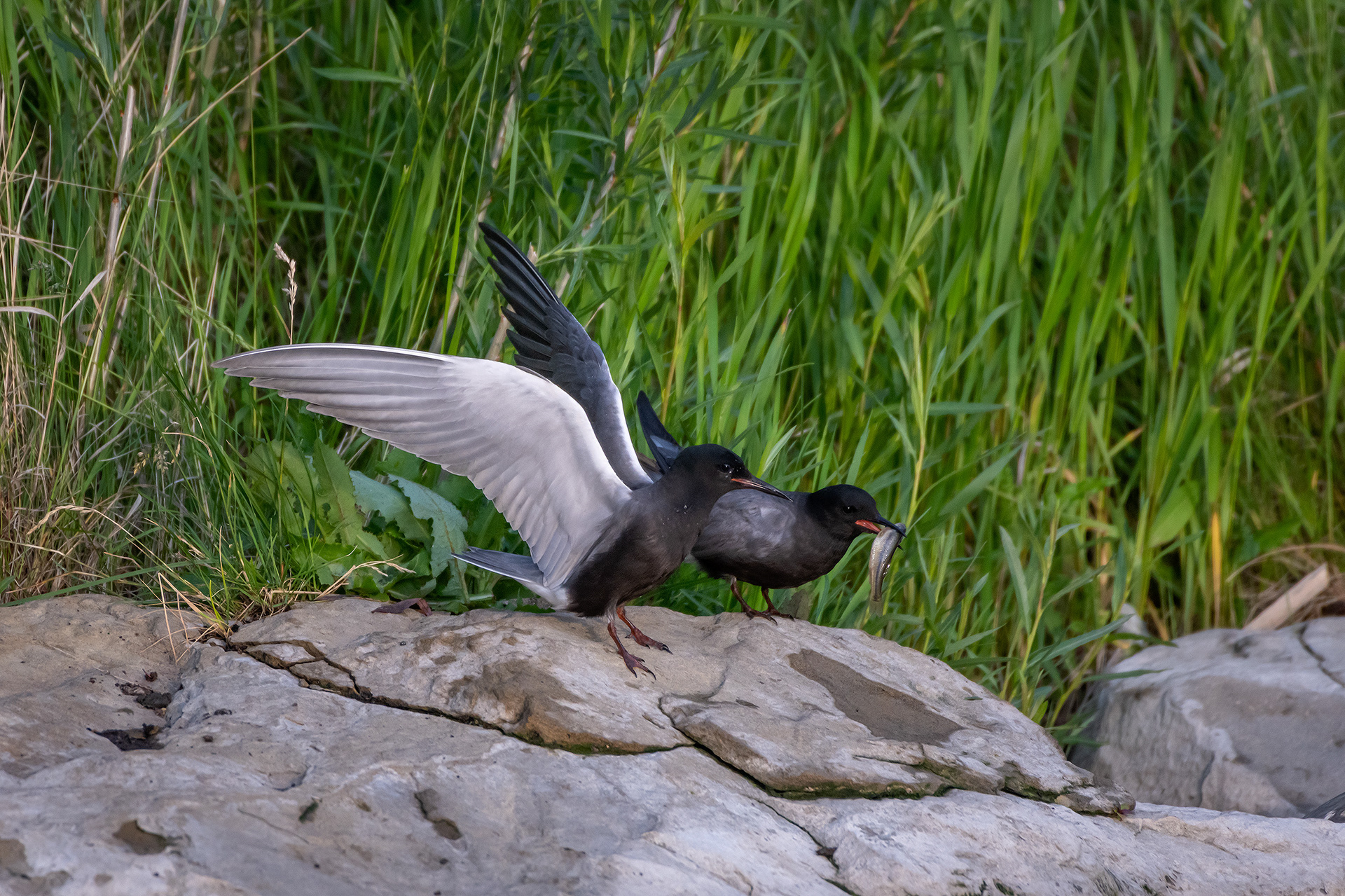 Black Terns, Marshall Springs ponds, Fish Creek Provincial Park, Calgary, AB